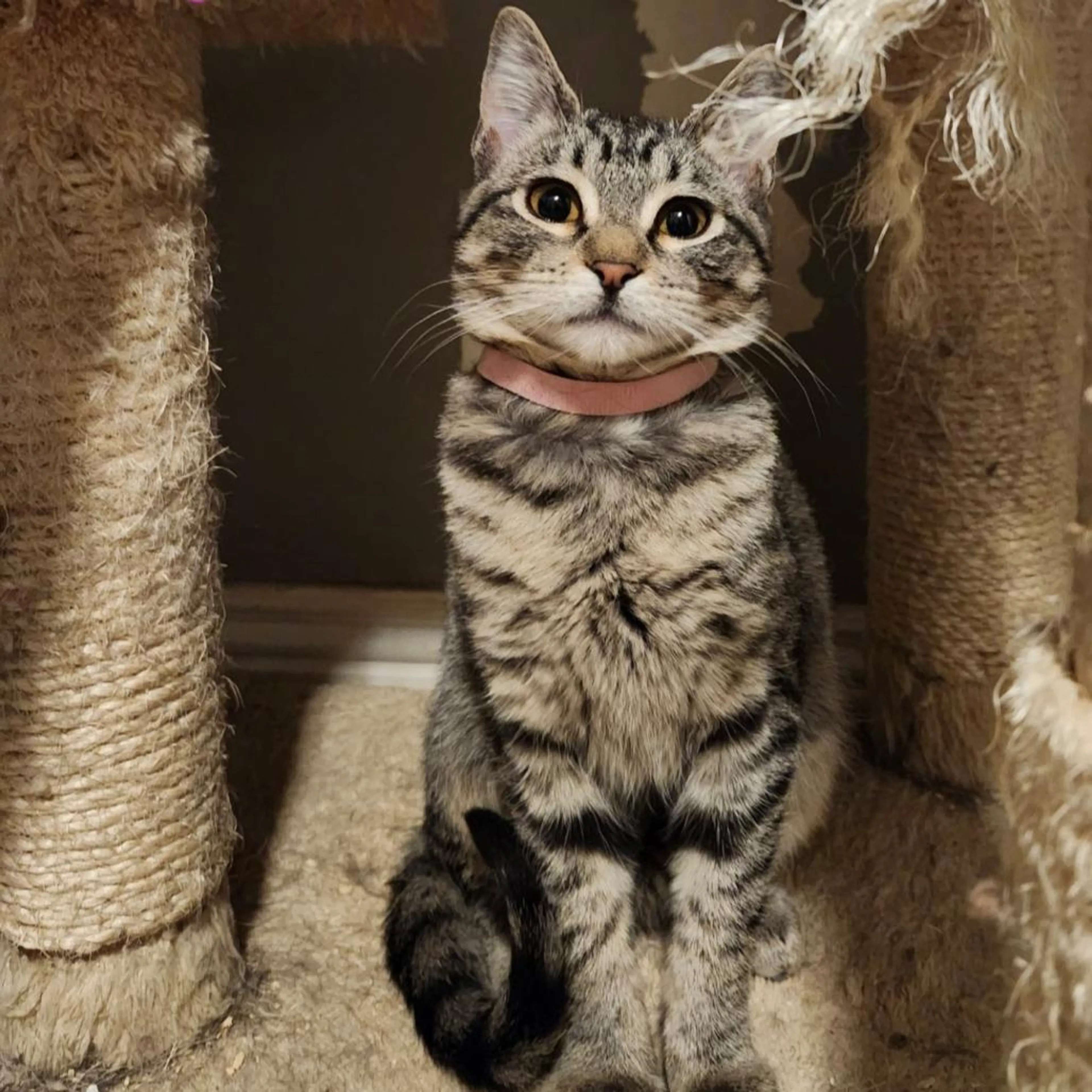 Found pet