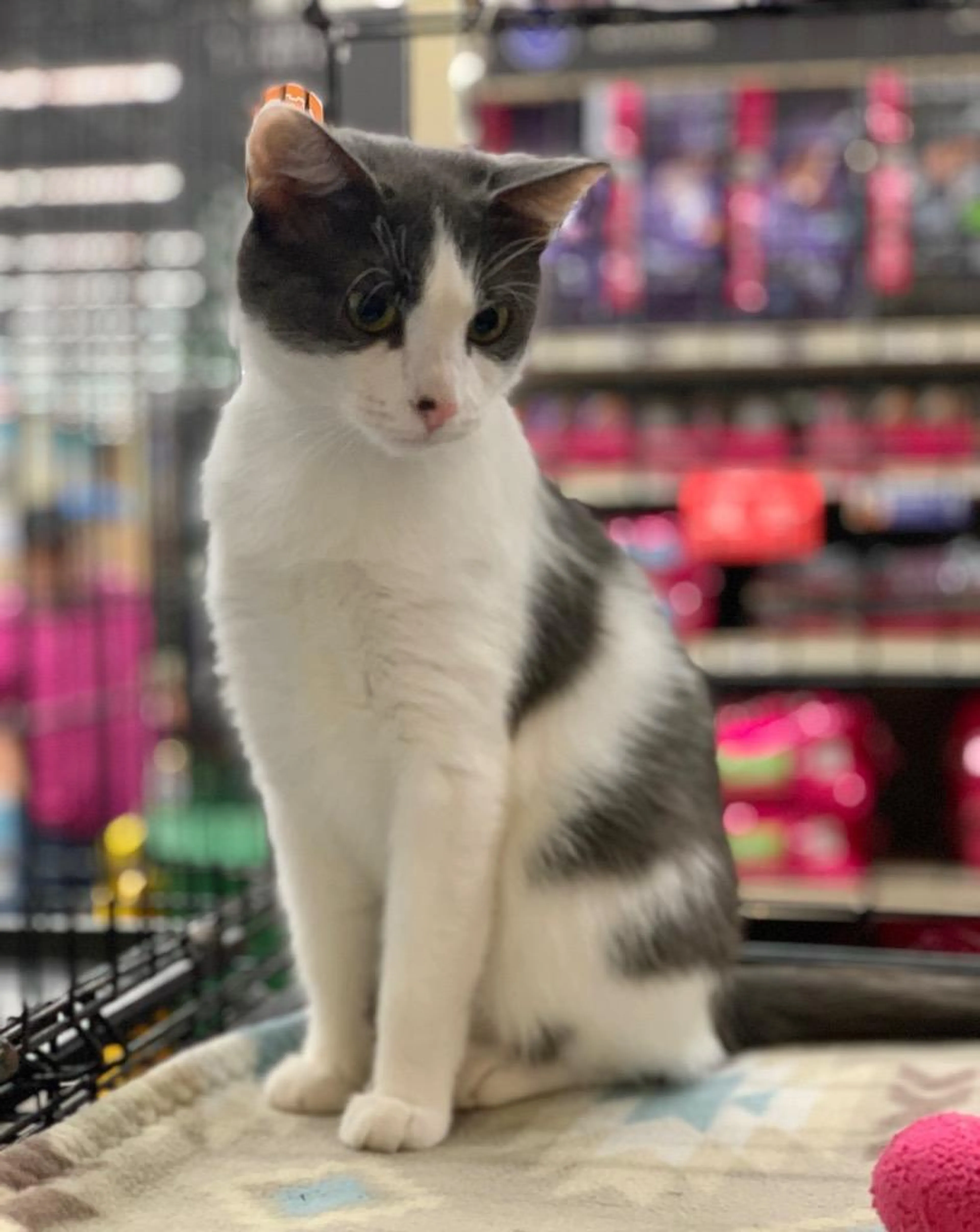 Found pet-1