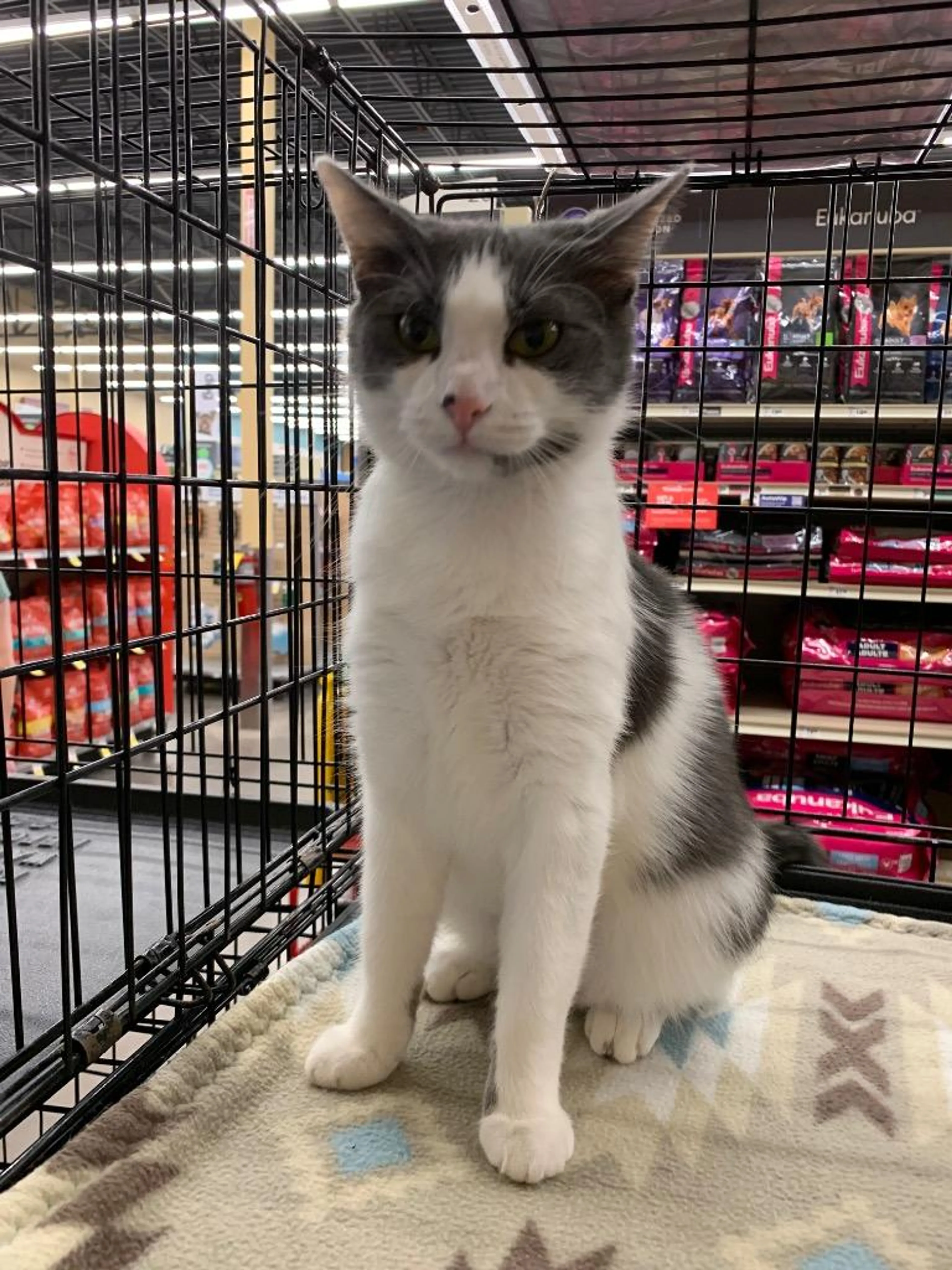 Found pet-3