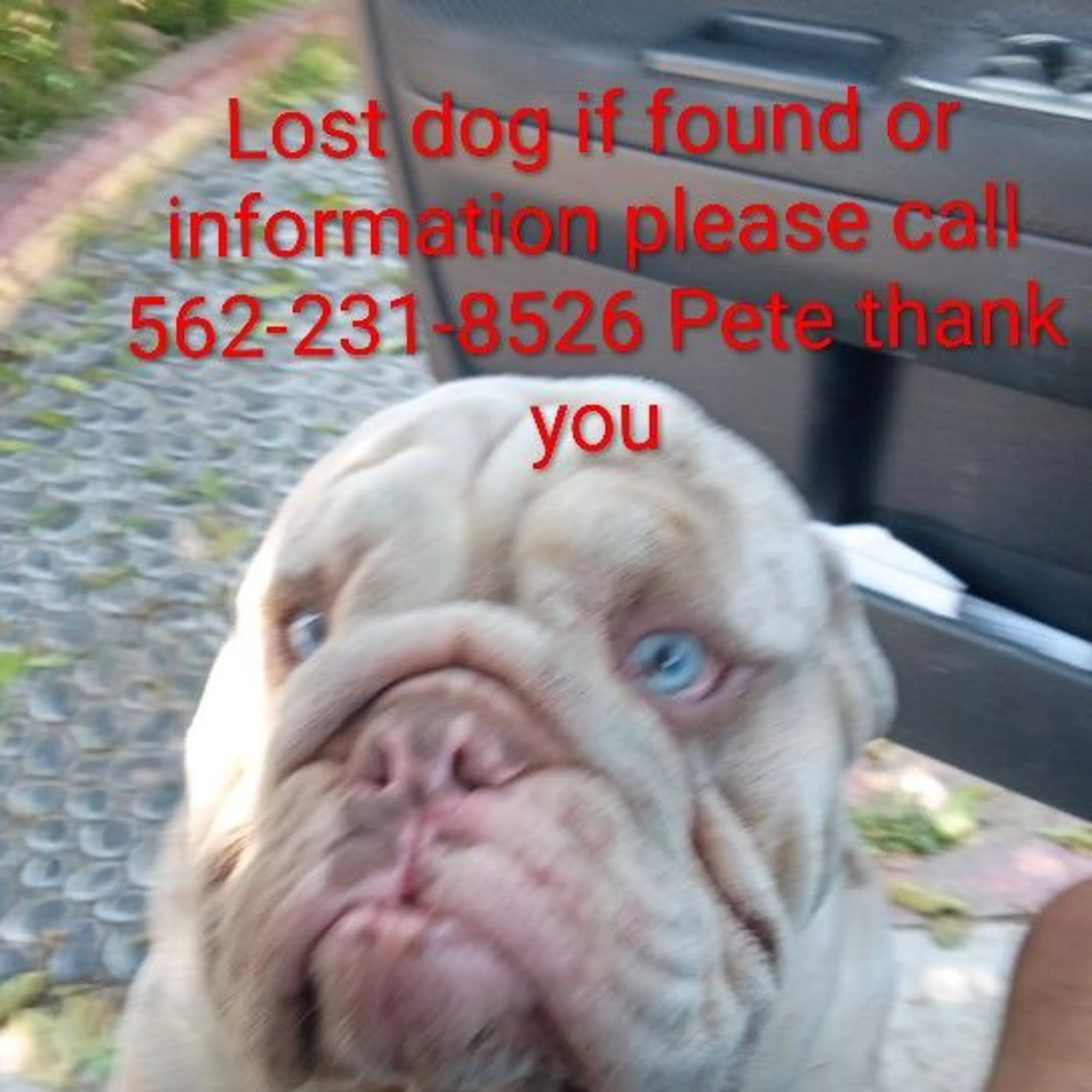 Lost pet