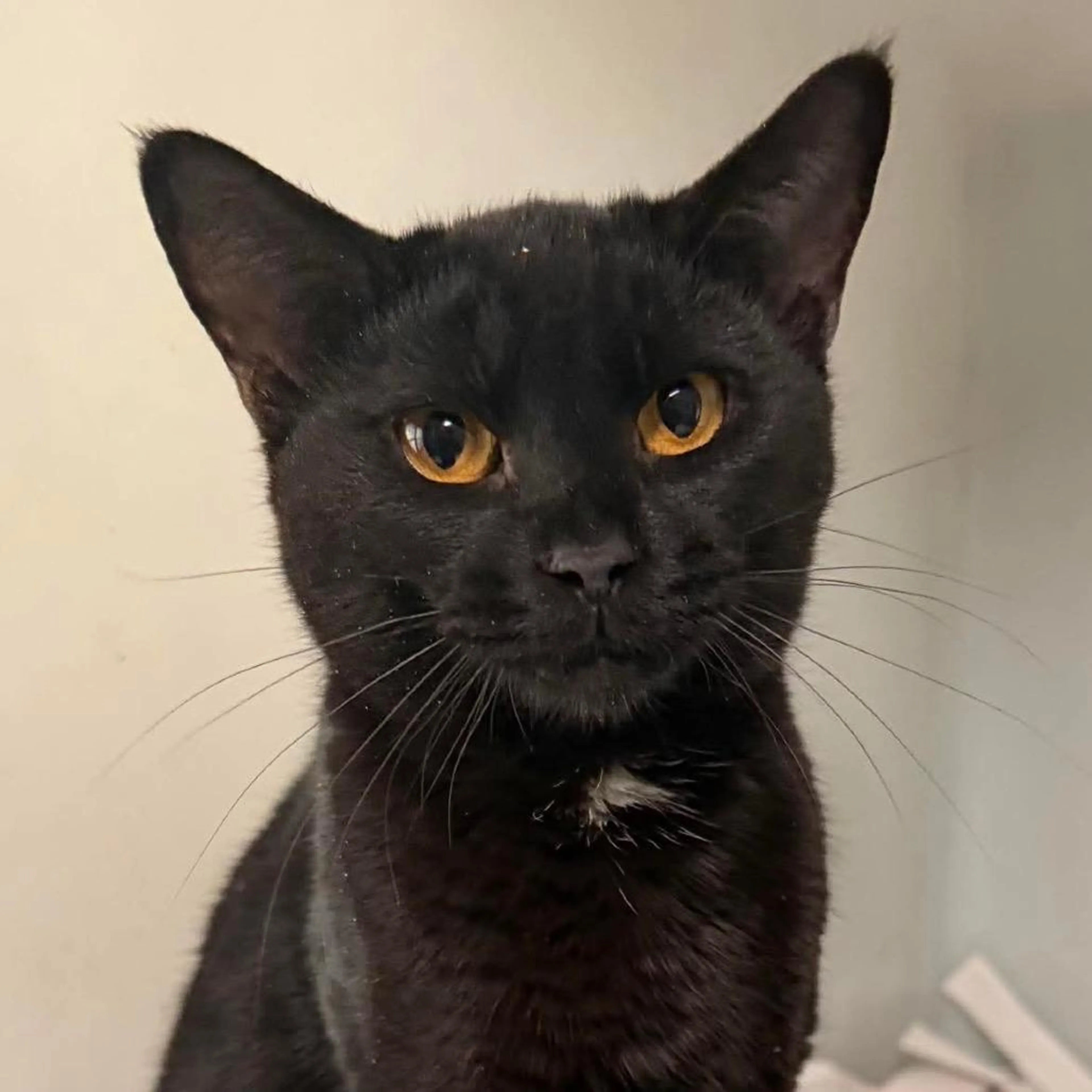 Found pet-1