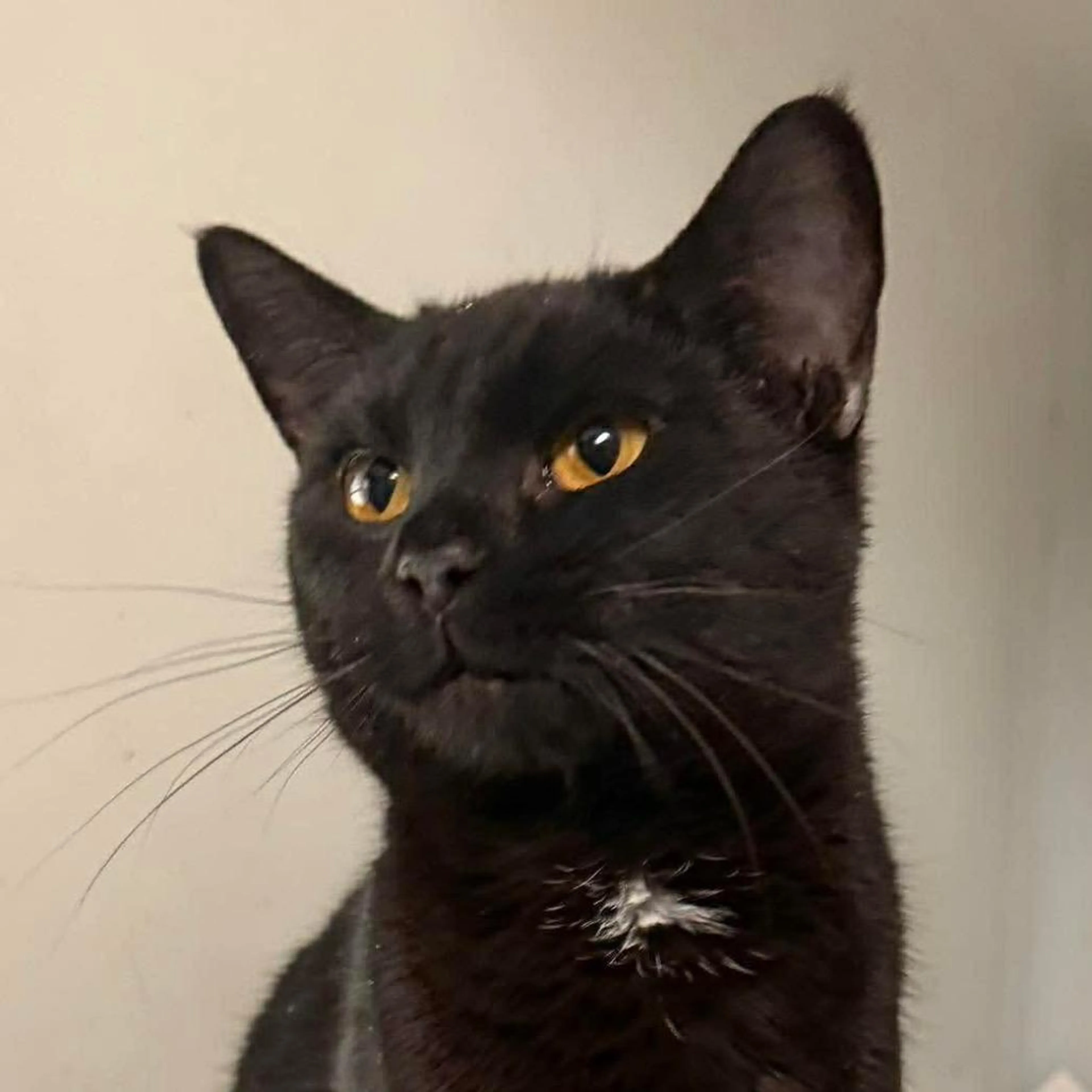 Found pet-3