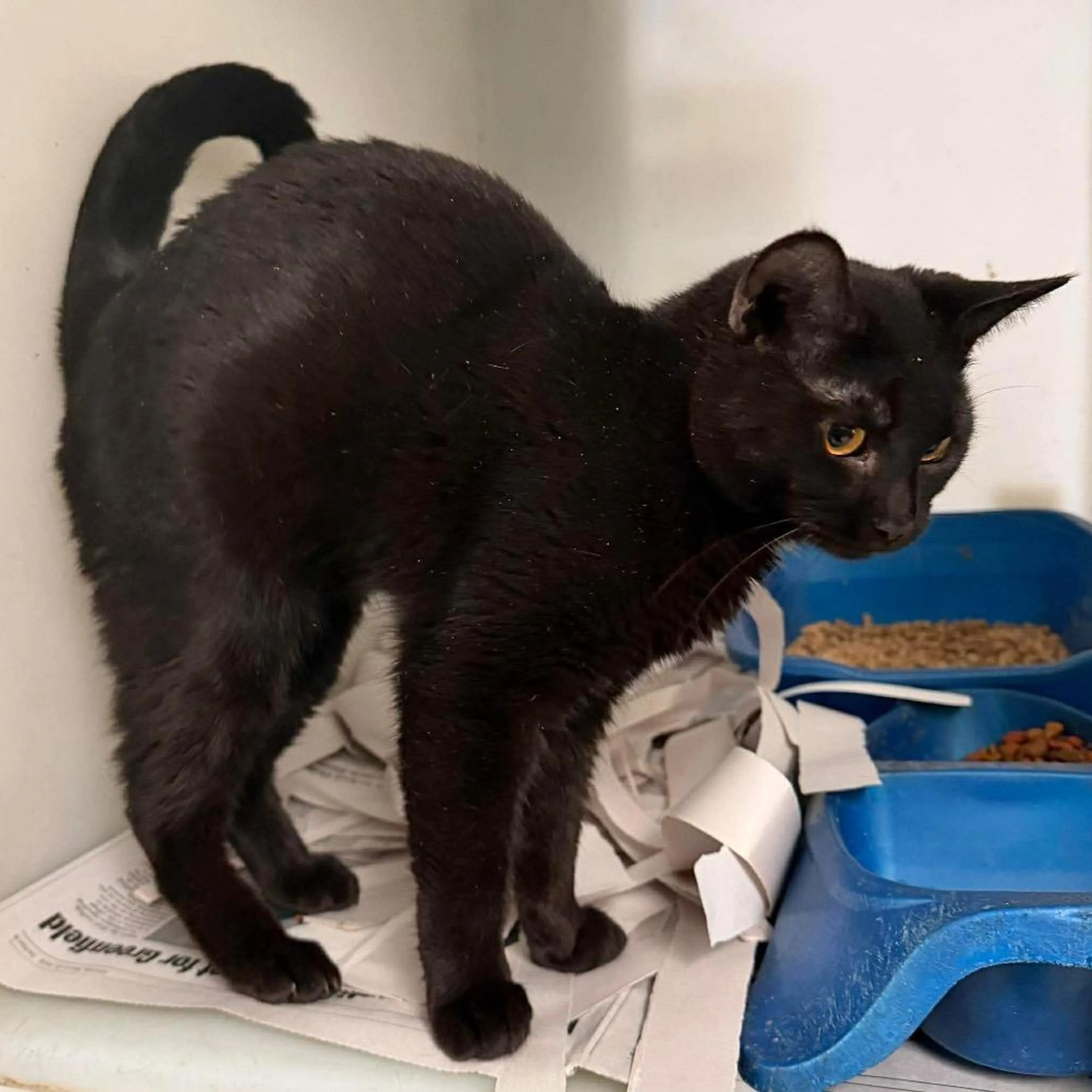 Found pet-2