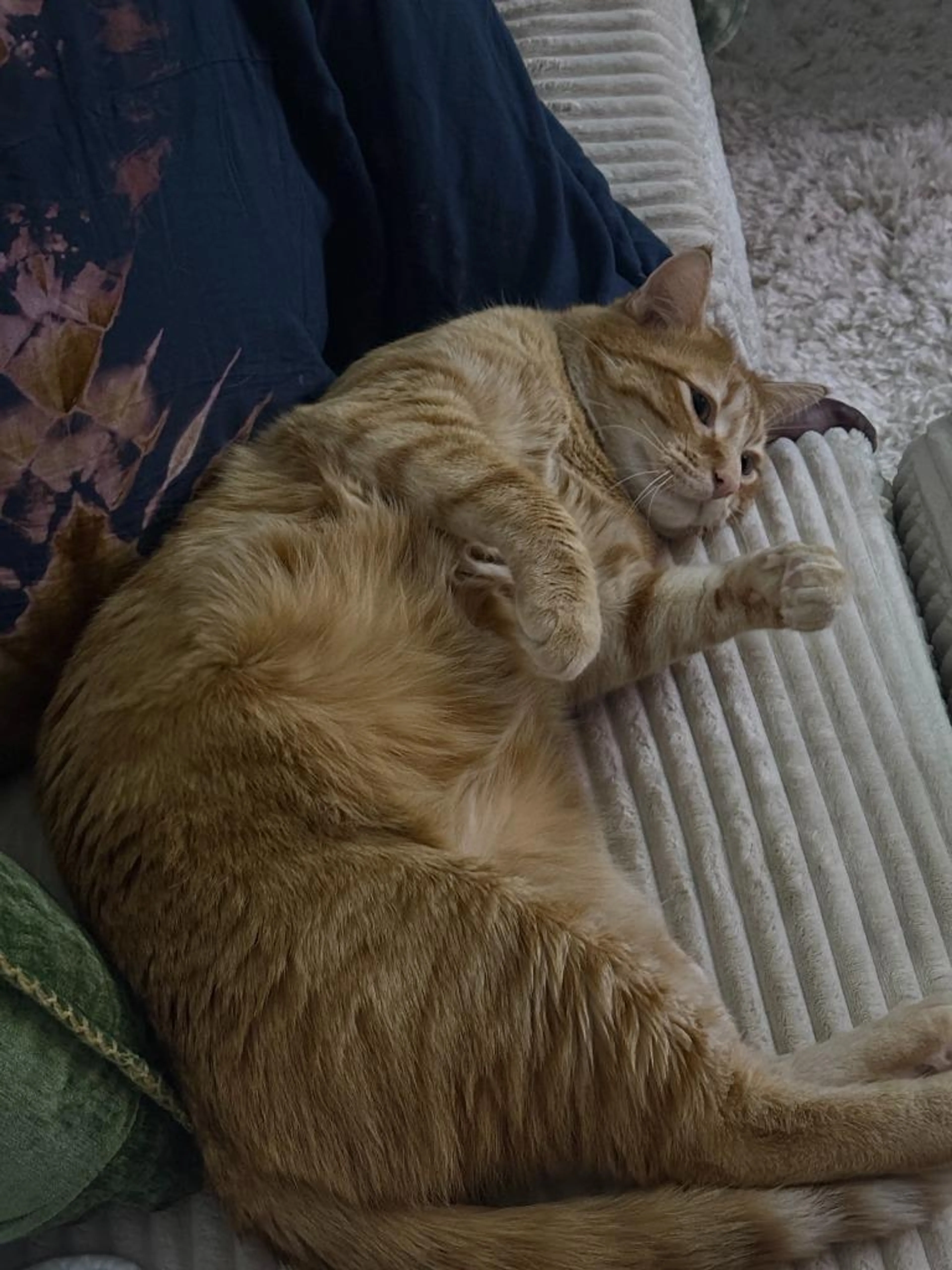 Found pet-4