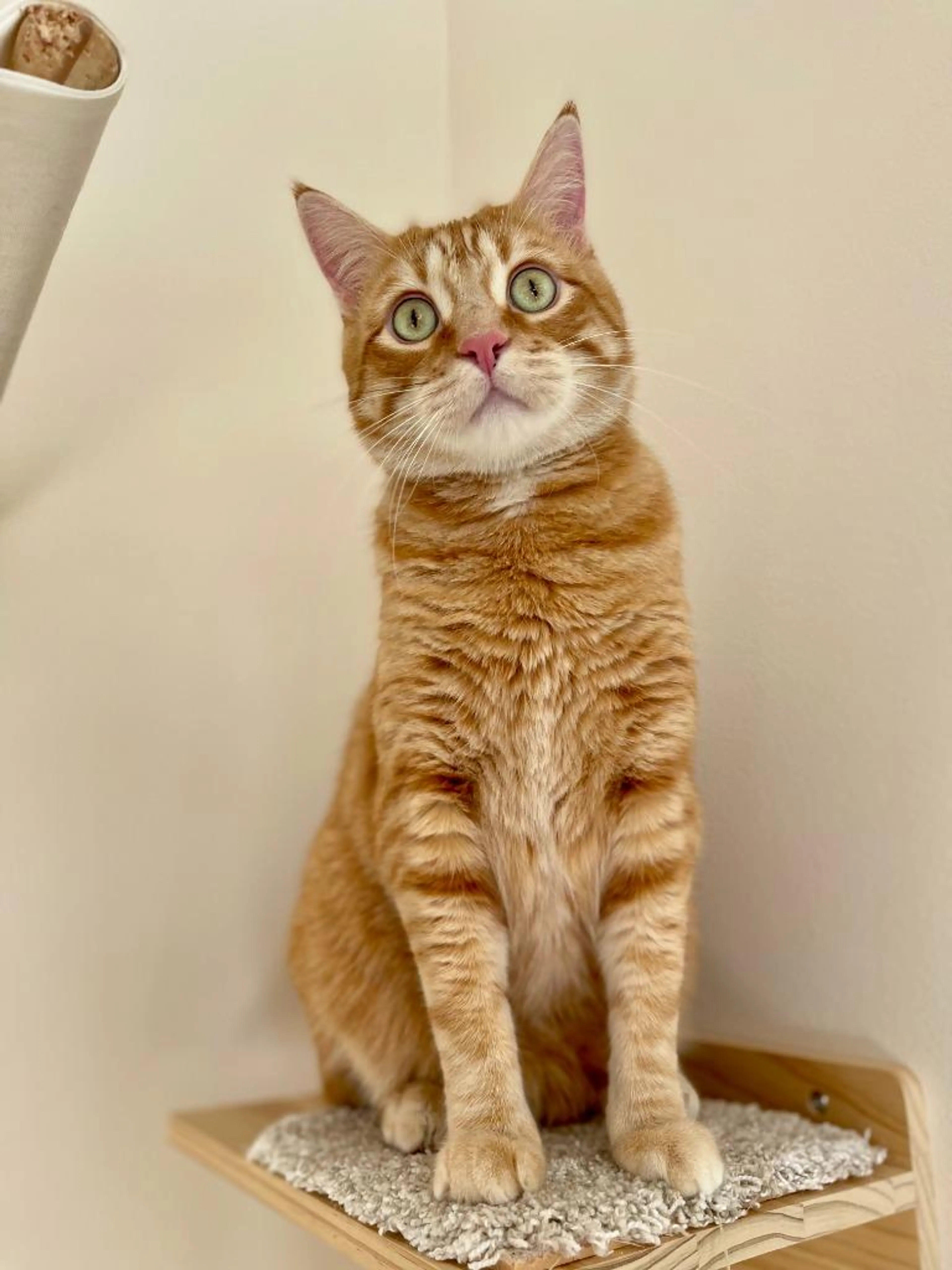 Found pet-0
