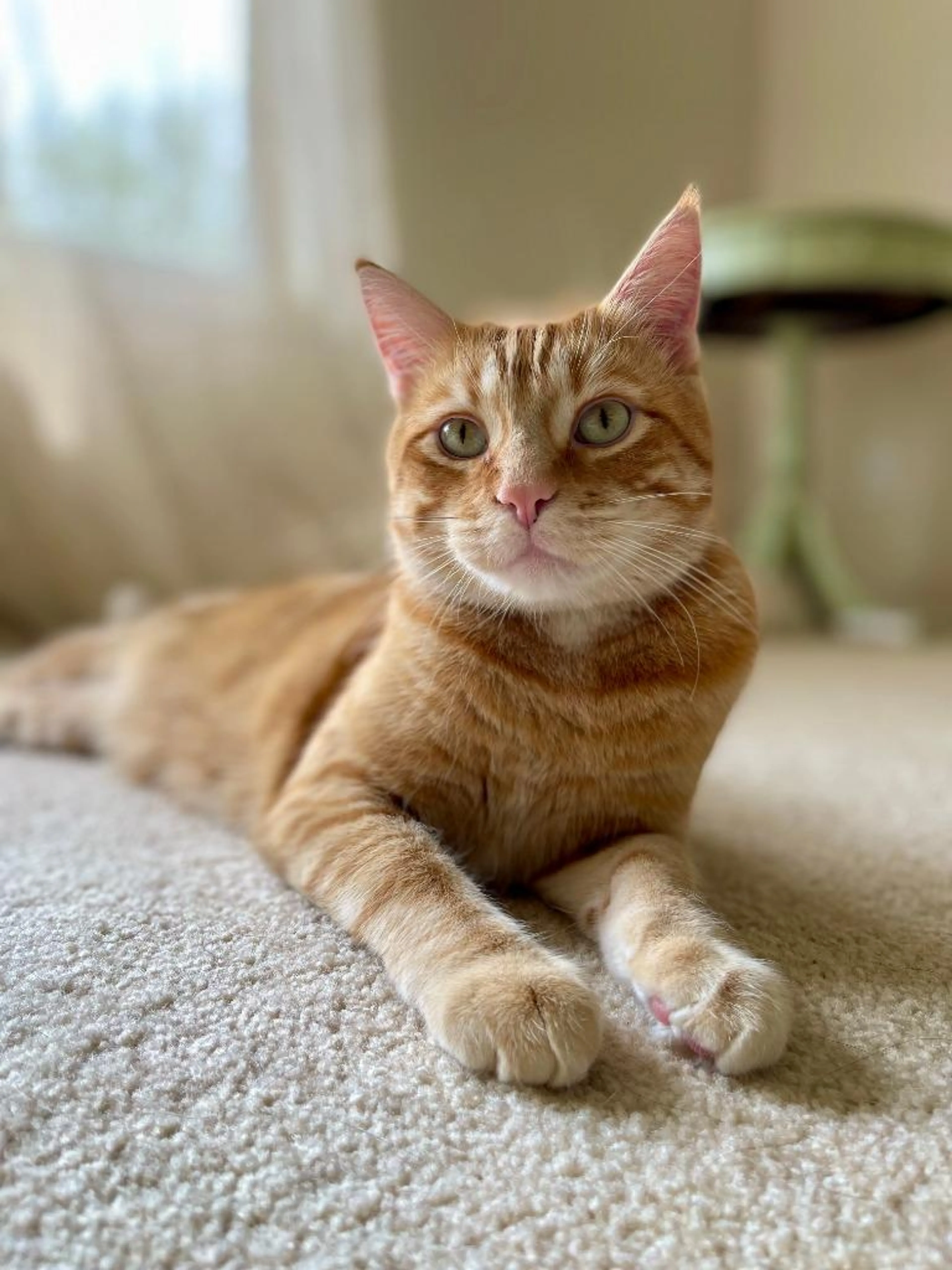 Found pet-3