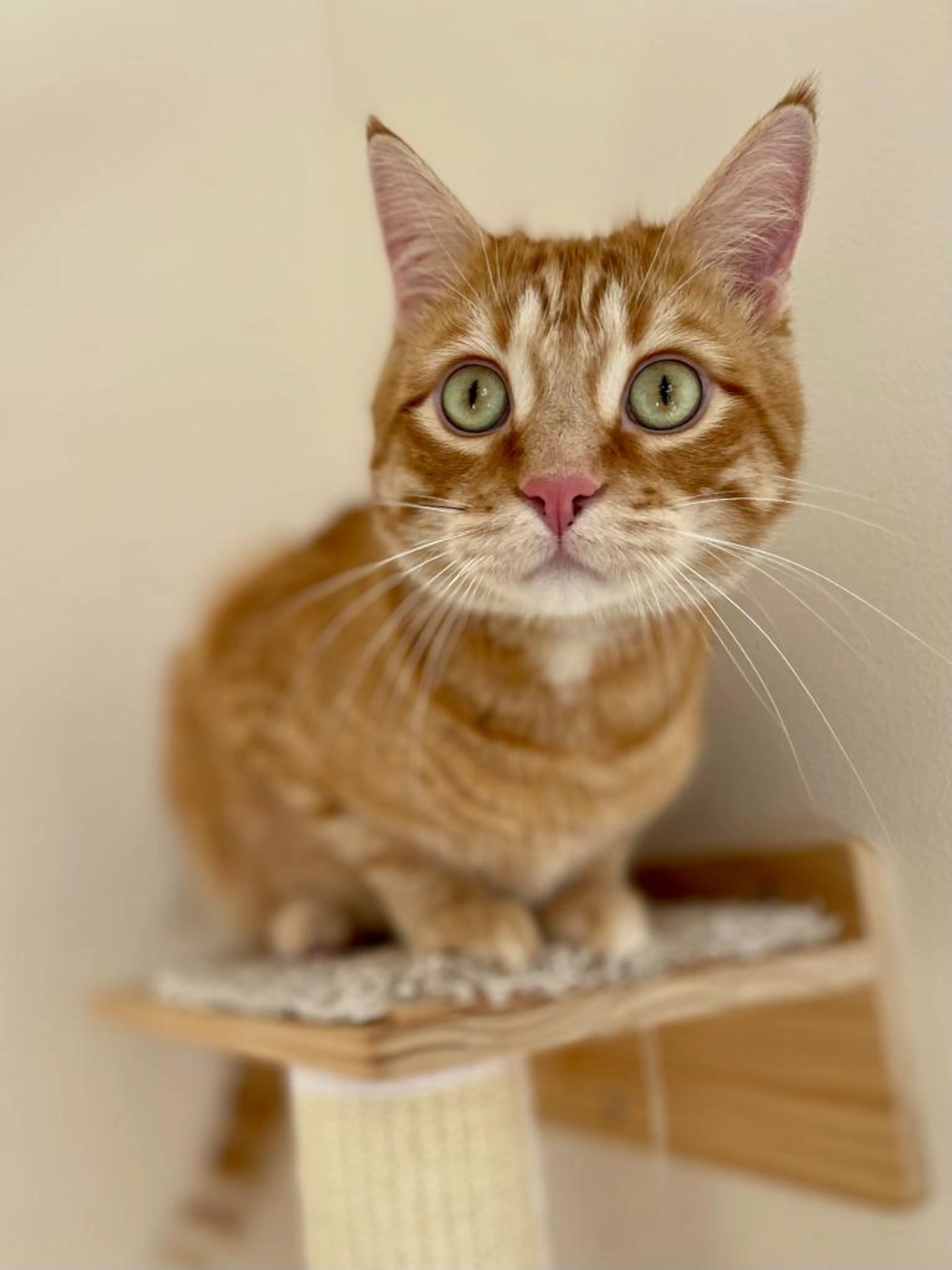 Found pet-1