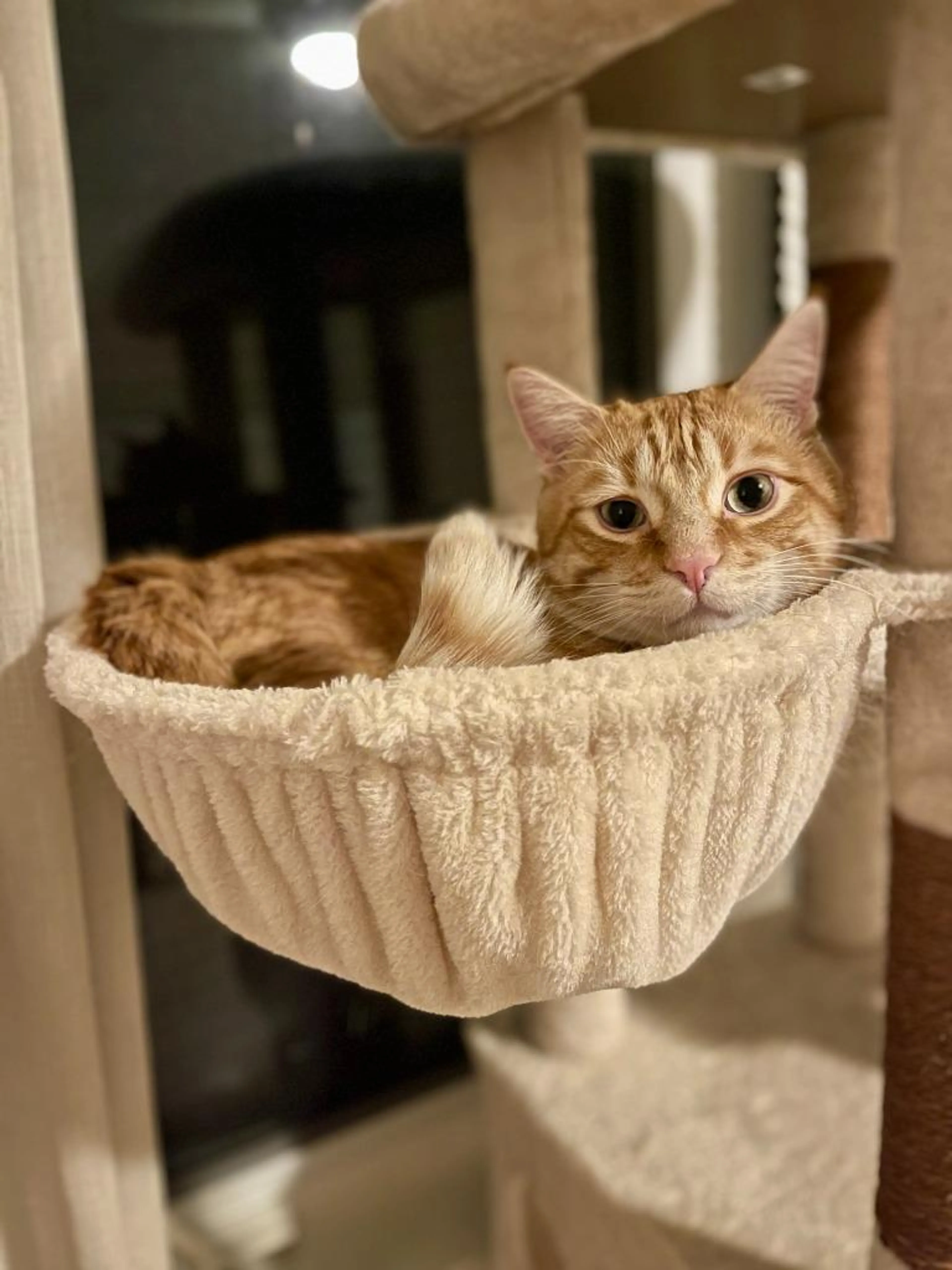 Found pet-5
