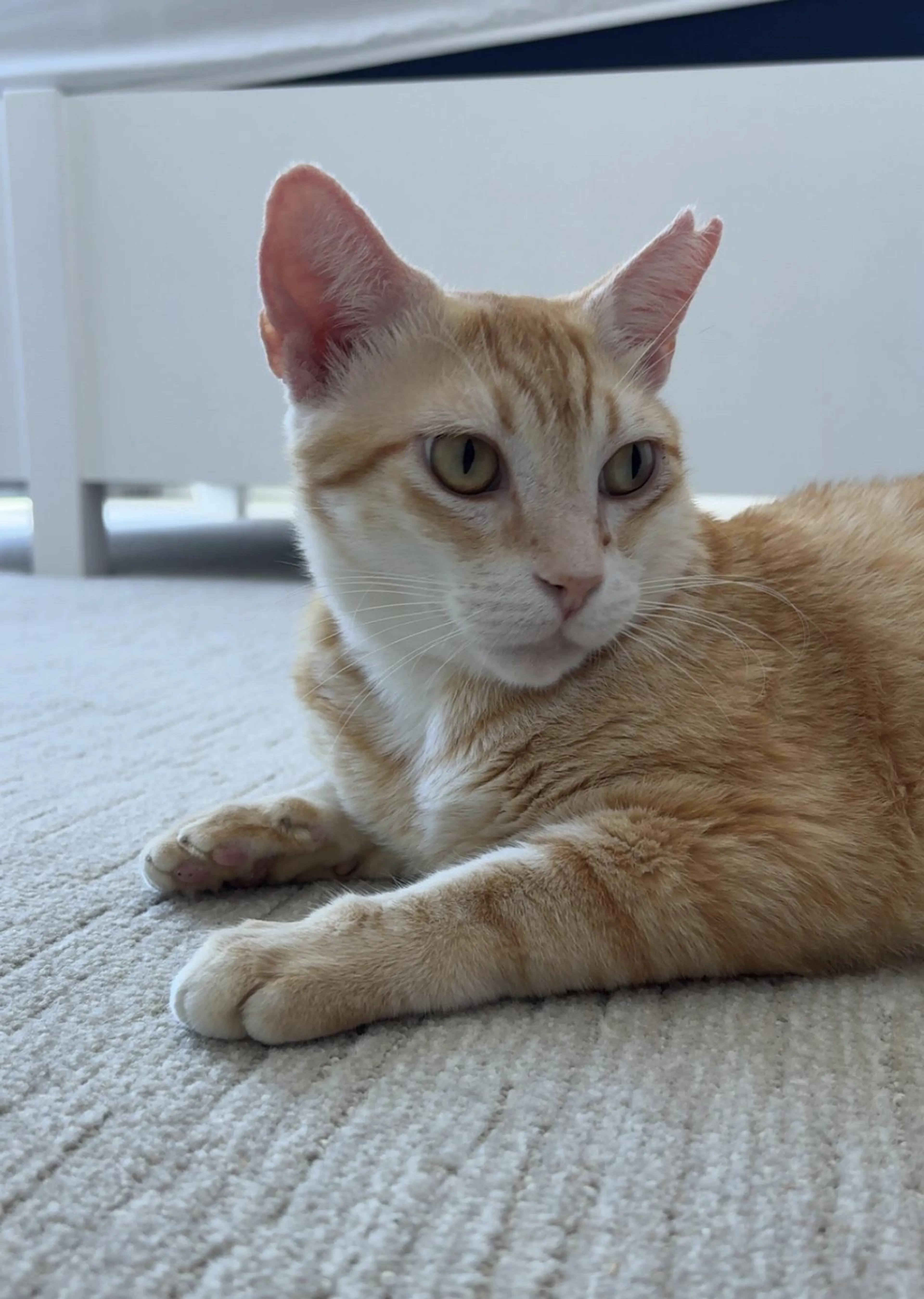 Found pet-1