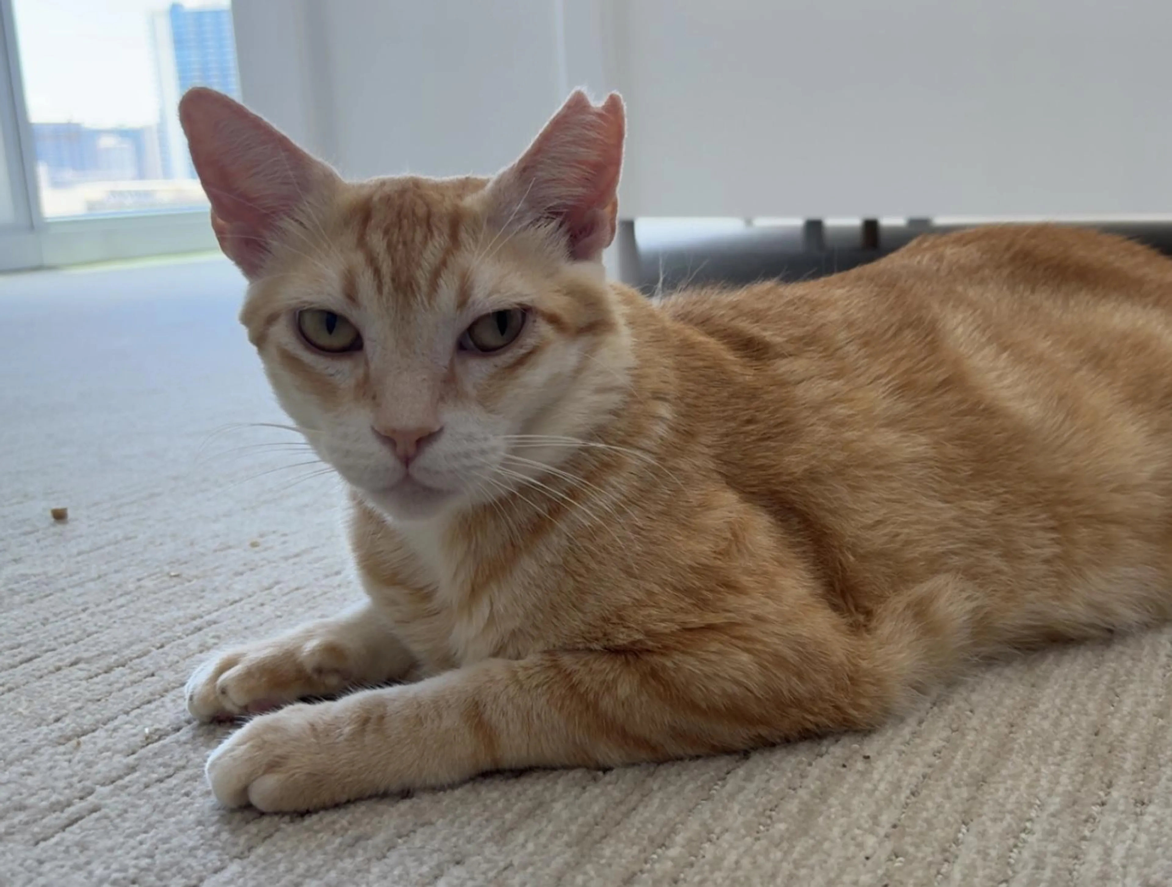 Found pet-2