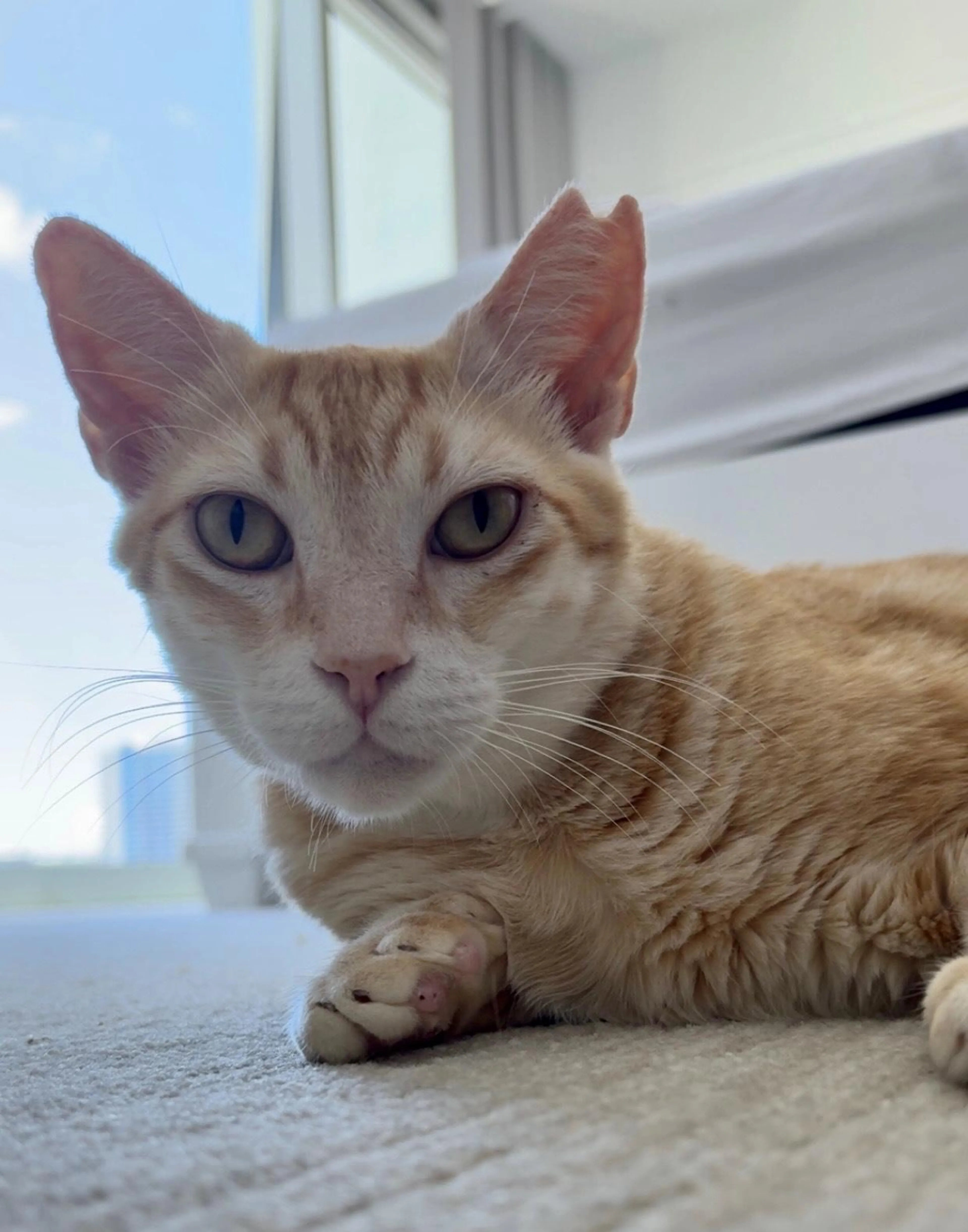 Found pet-3
