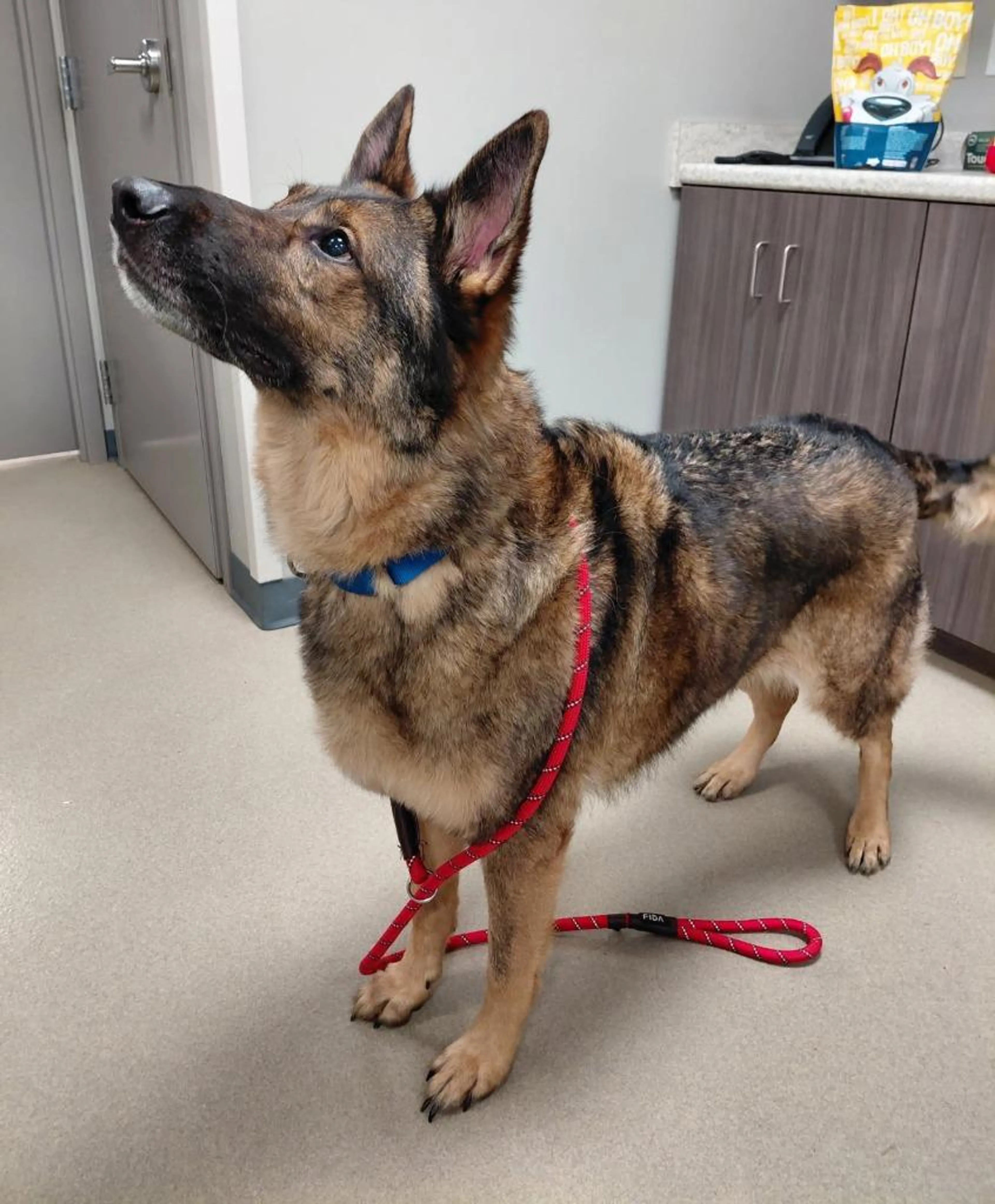 Found pet-2