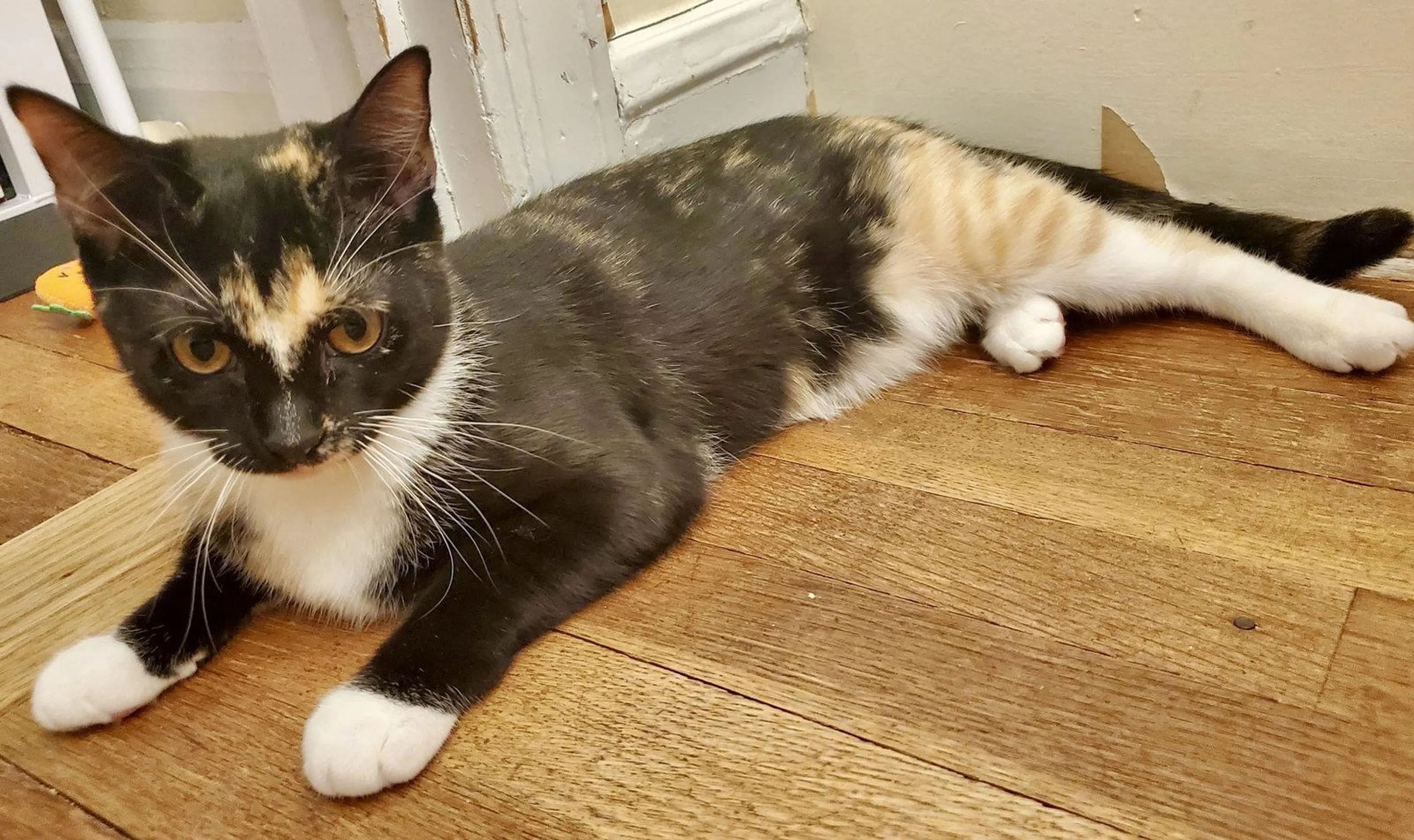 Found pet-1