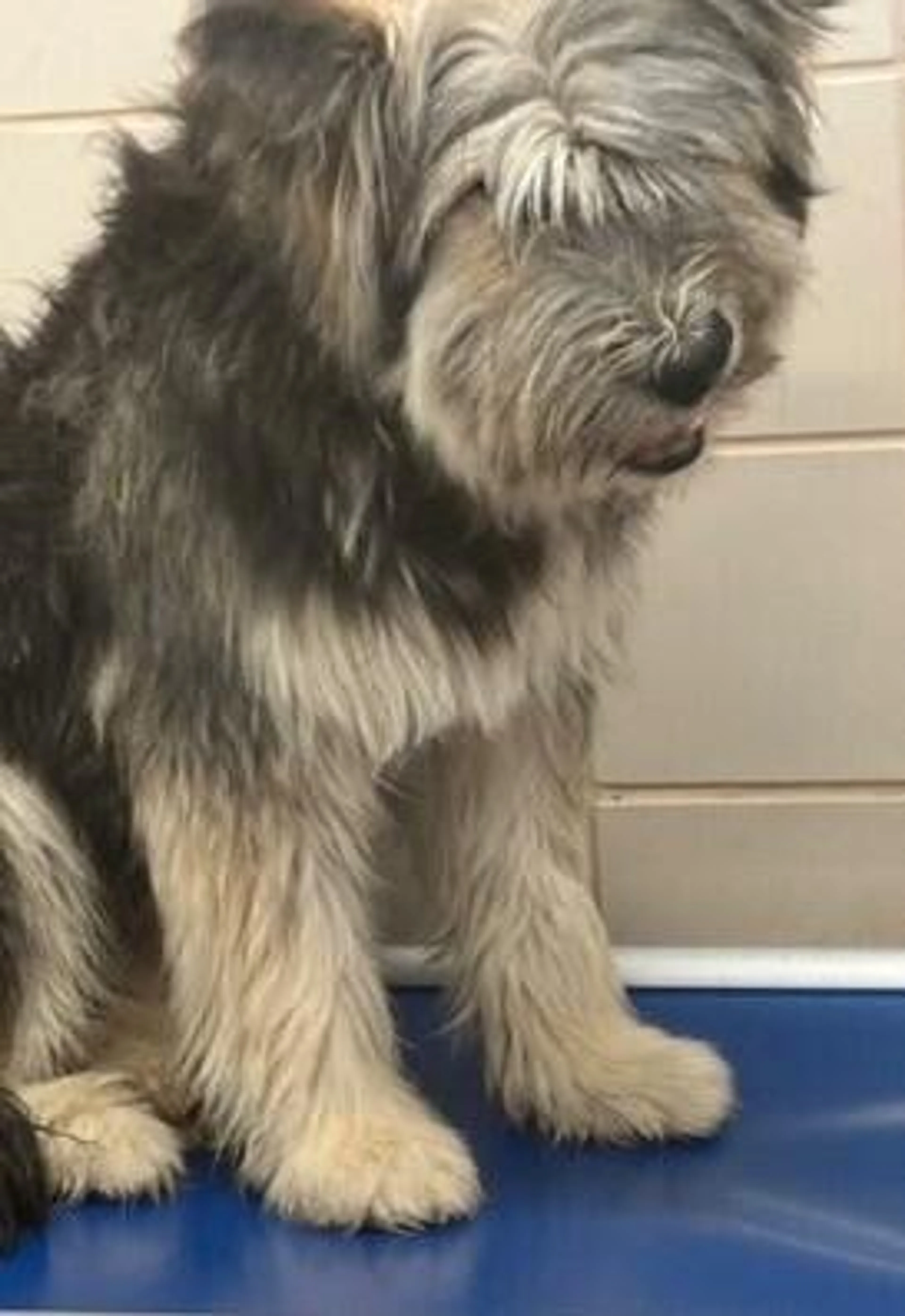 Found pet-3
