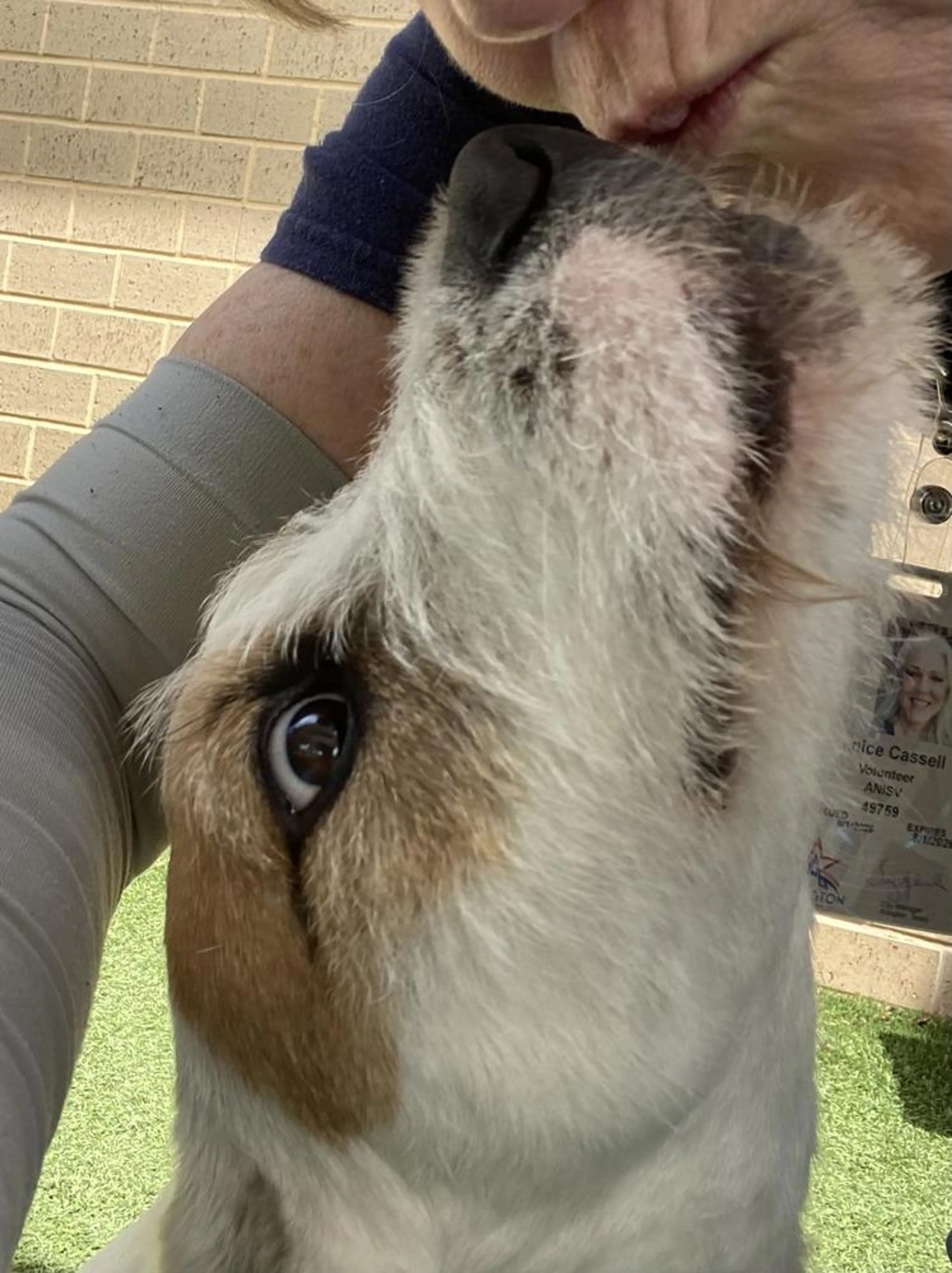 Found pet-1