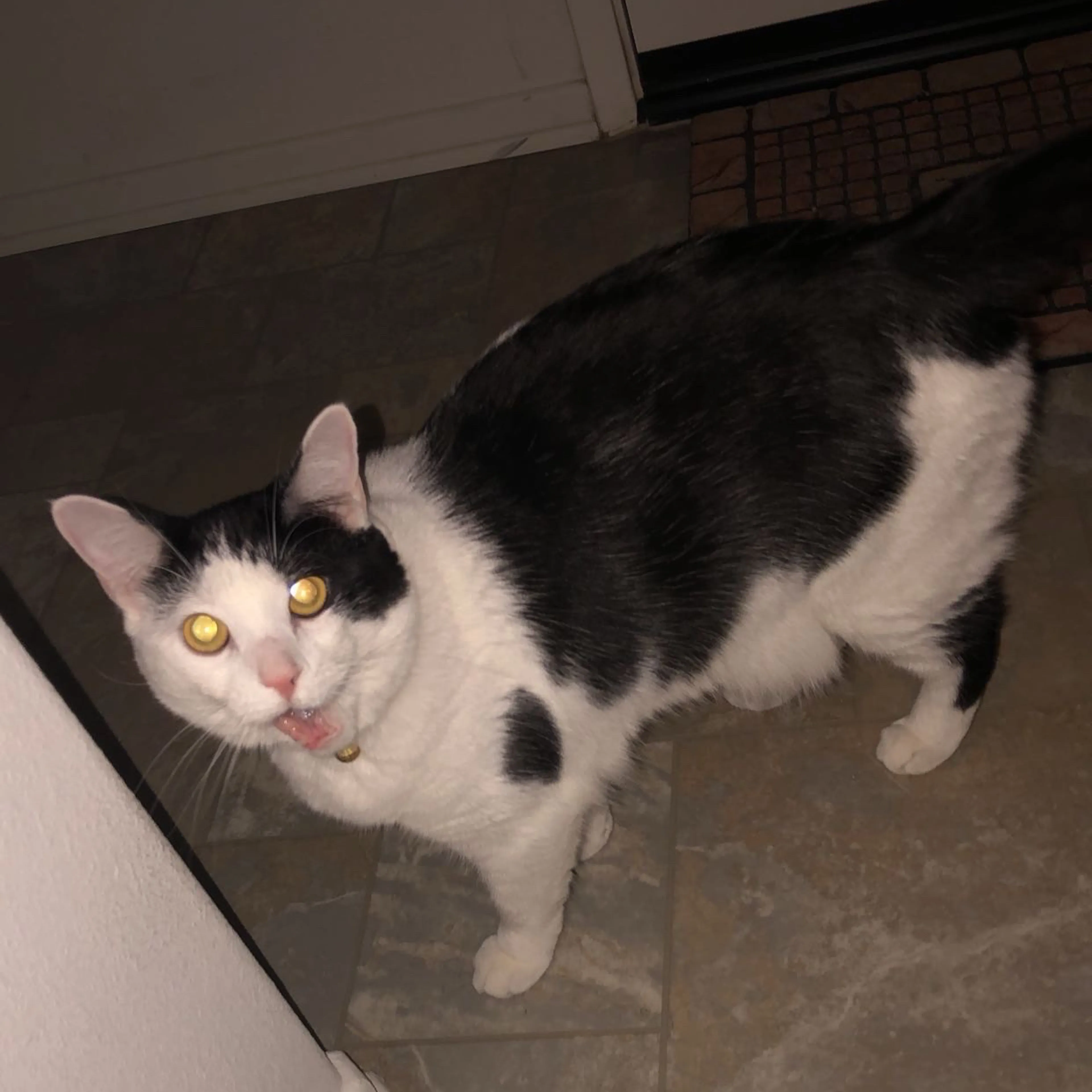Lost pet-1