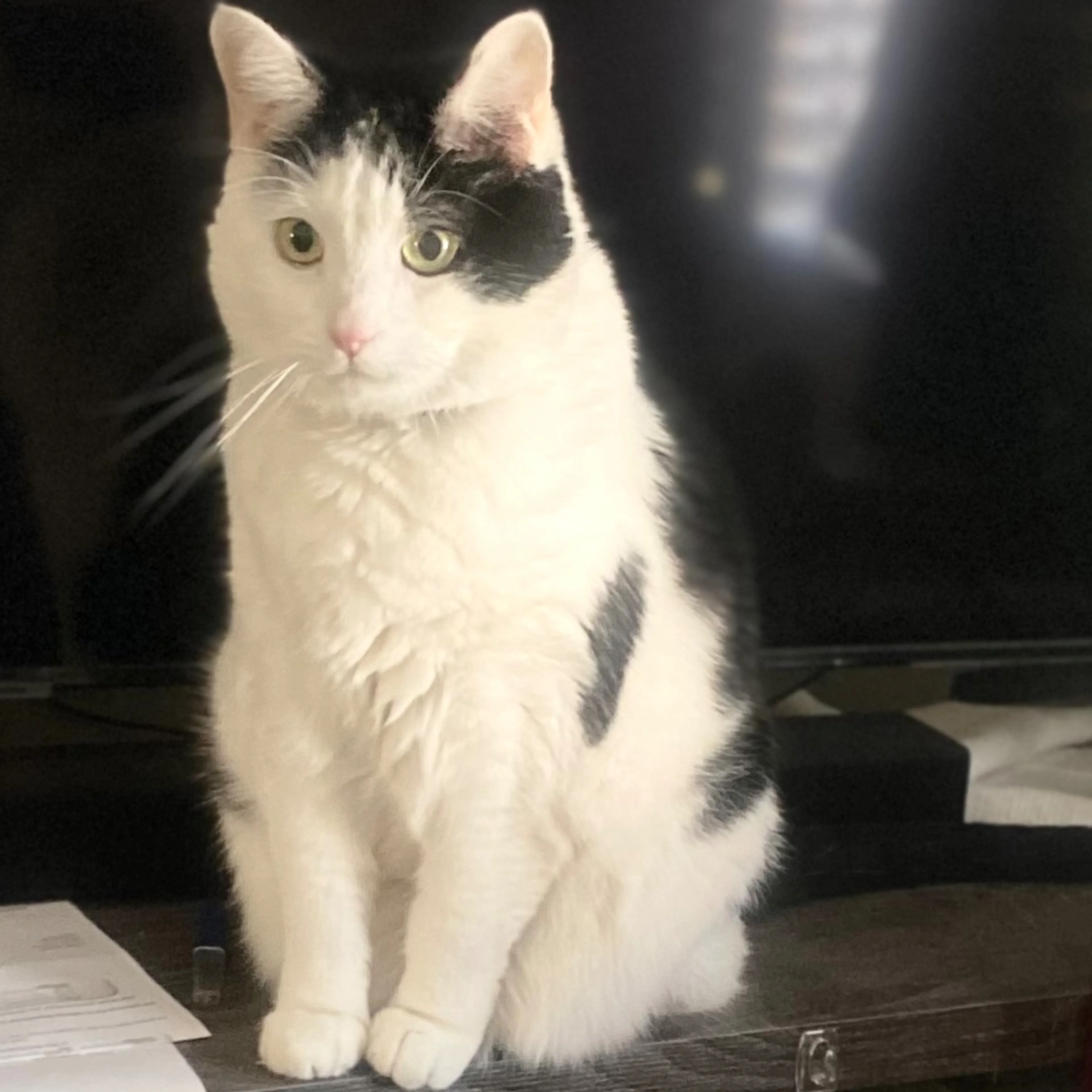 Lost pet-2