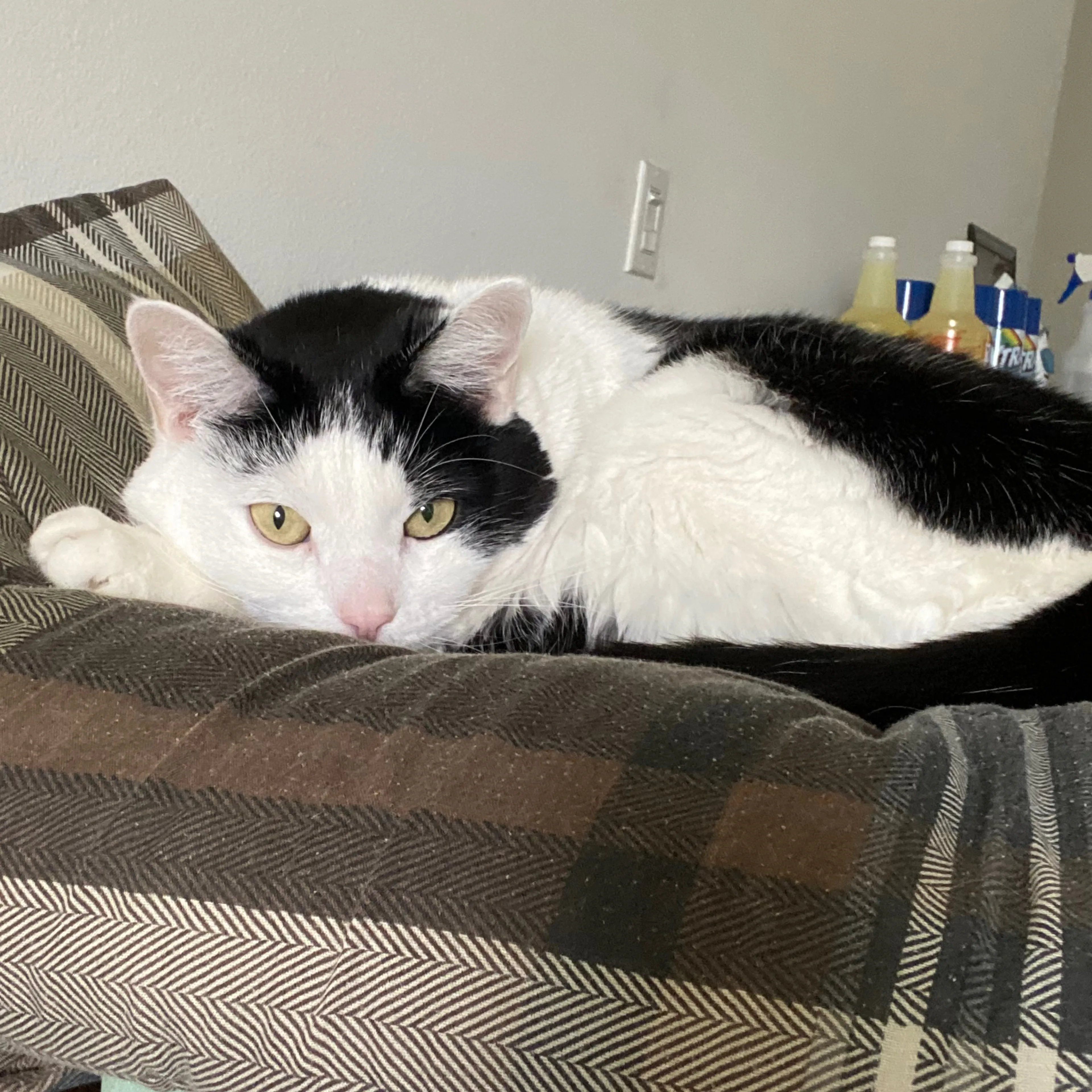 Lost pet-3