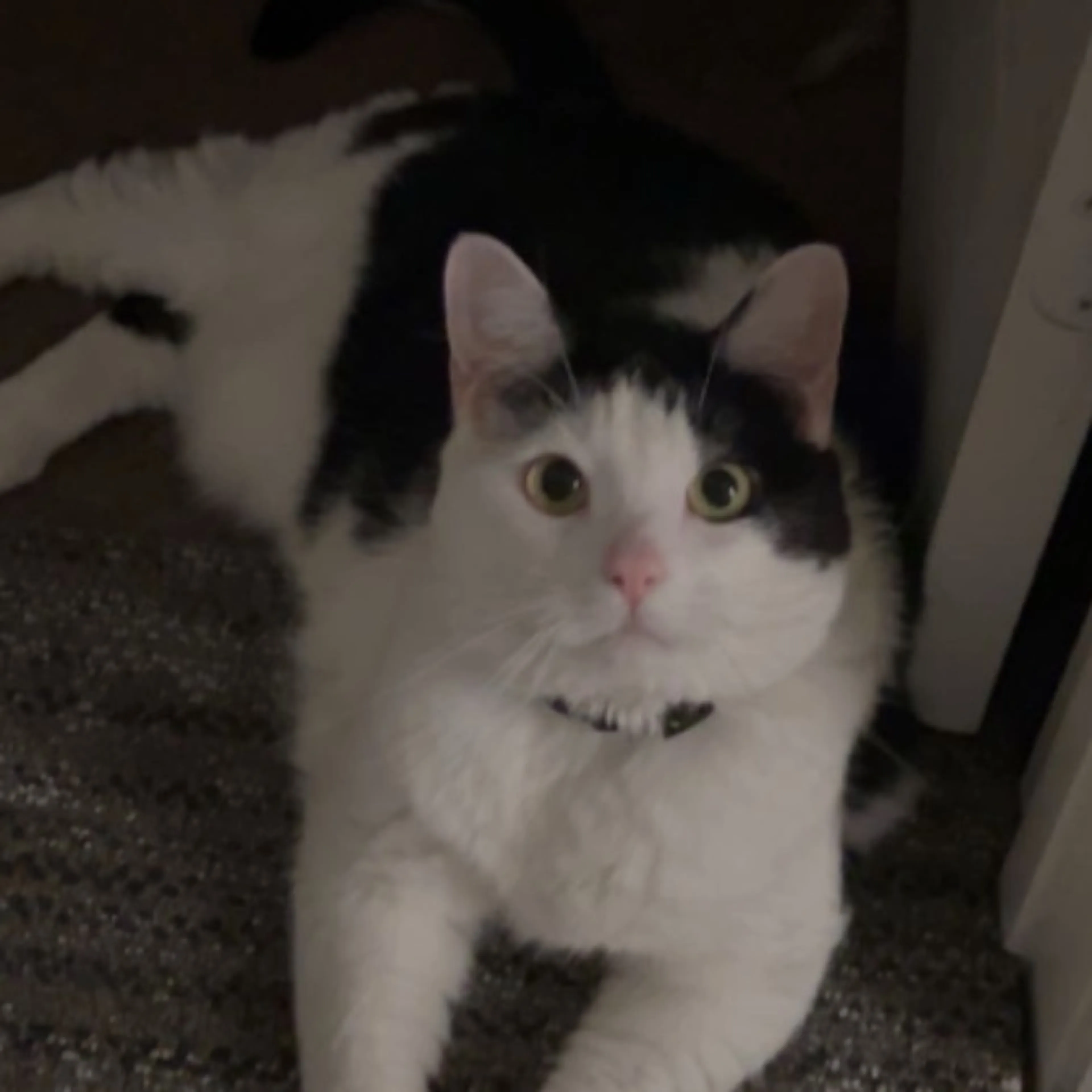 Lost pet-0
