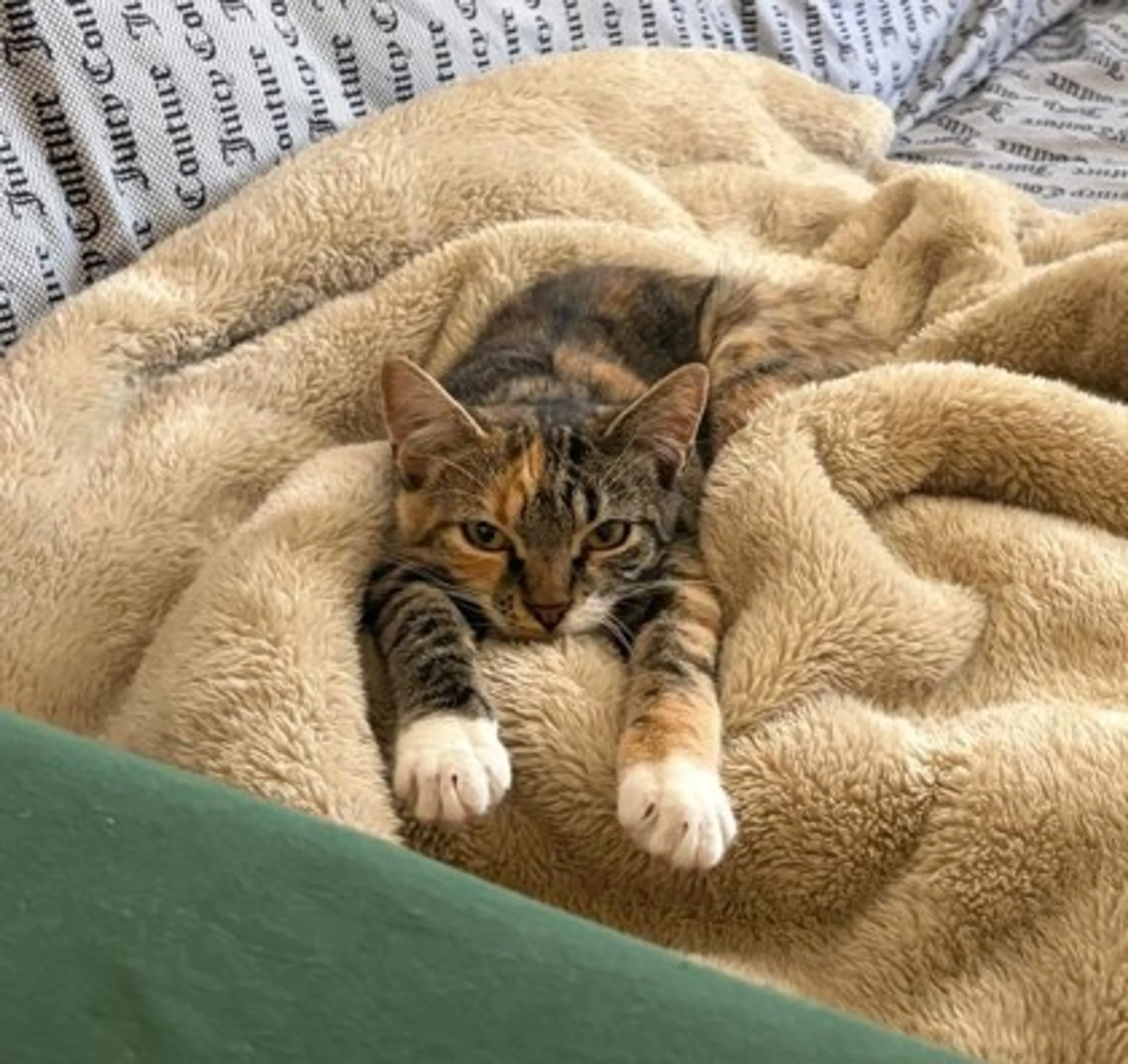 Found pet-1