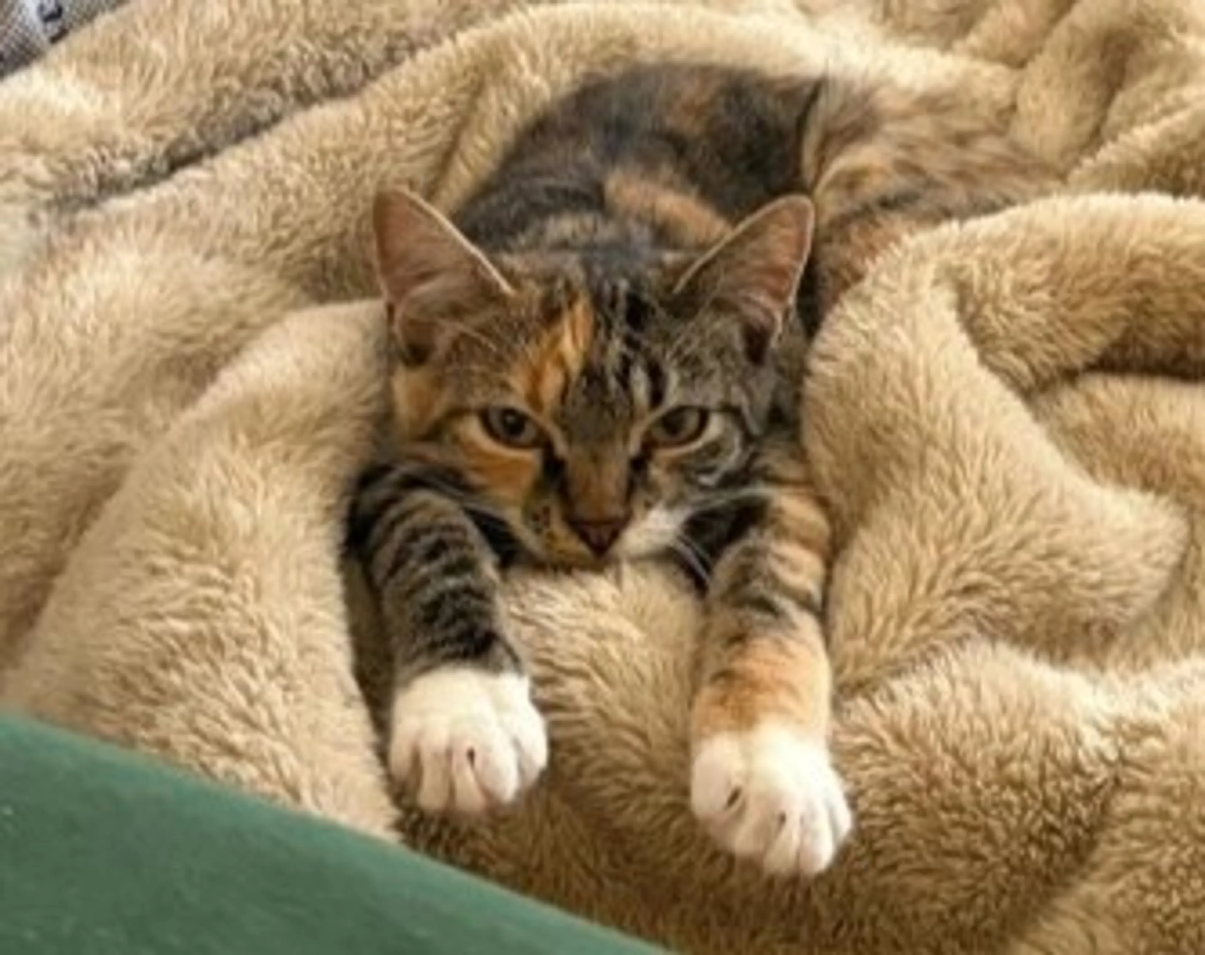 Found pet-2