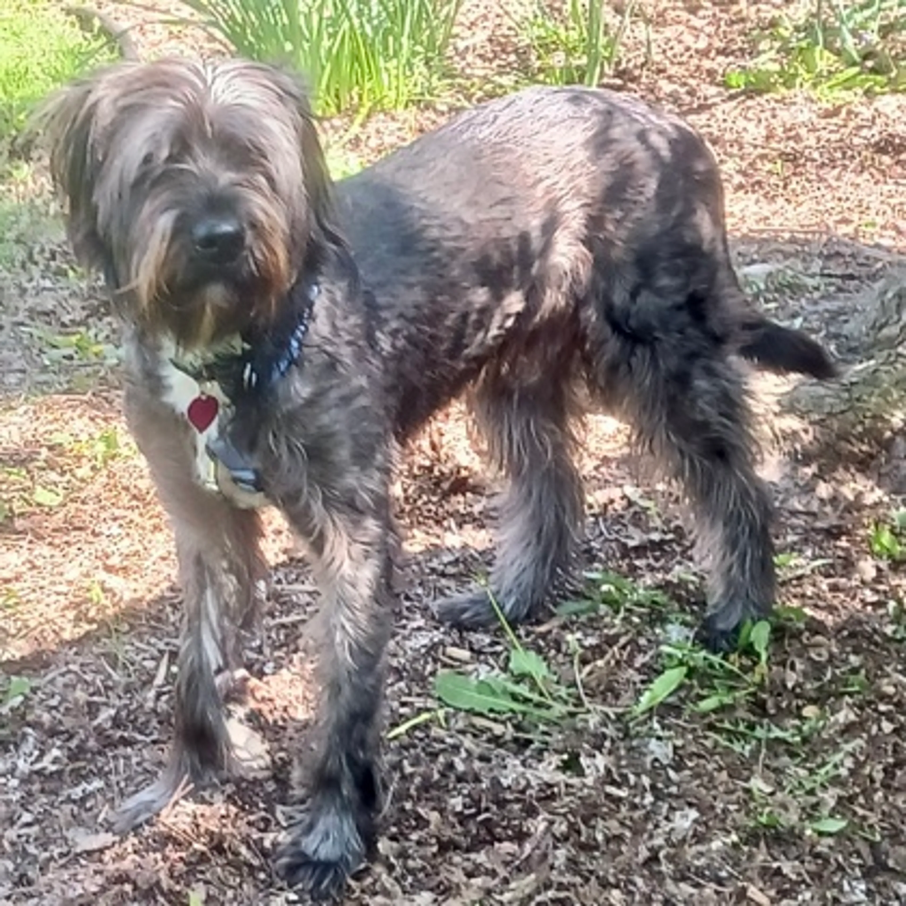 Found pet-2