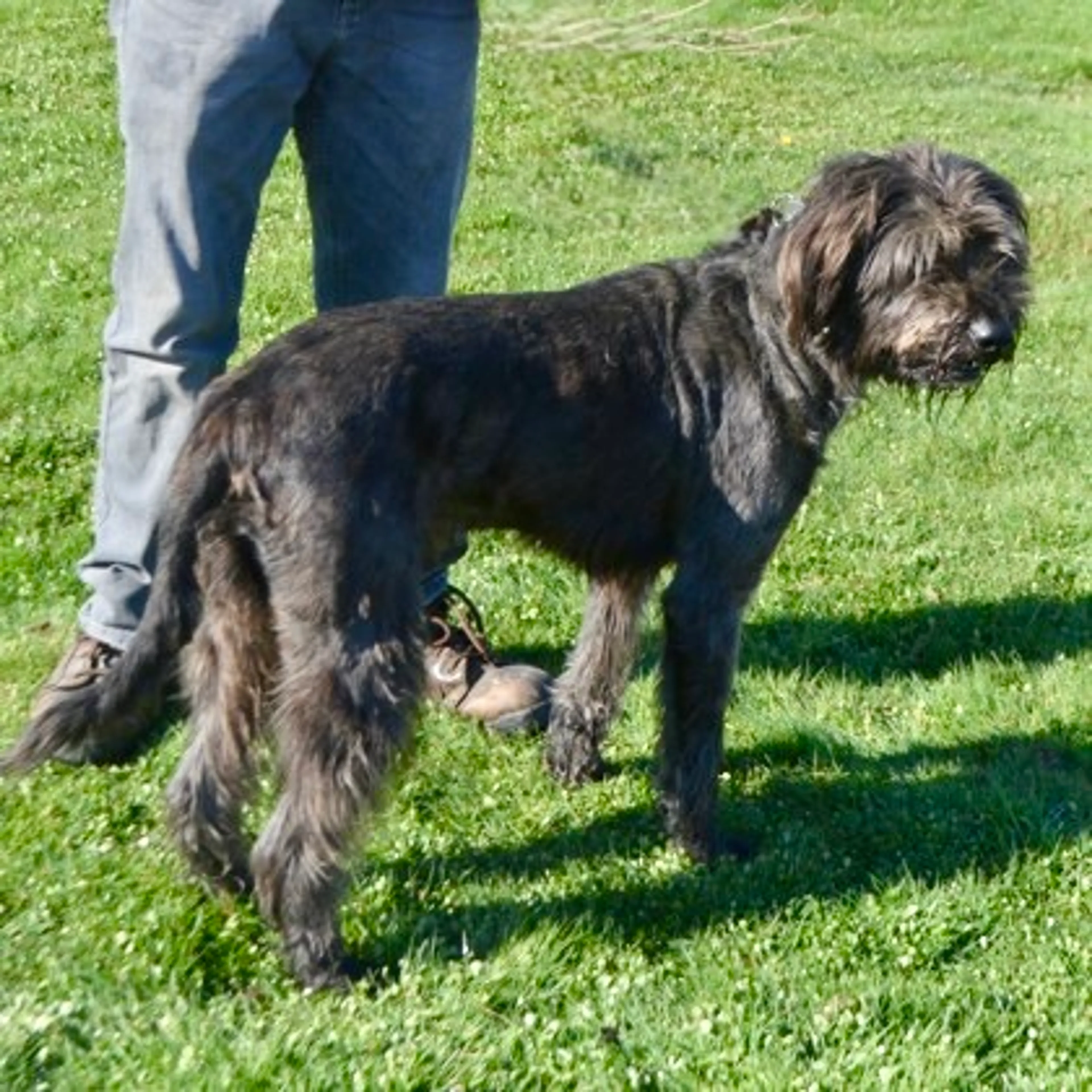 Found pet-1