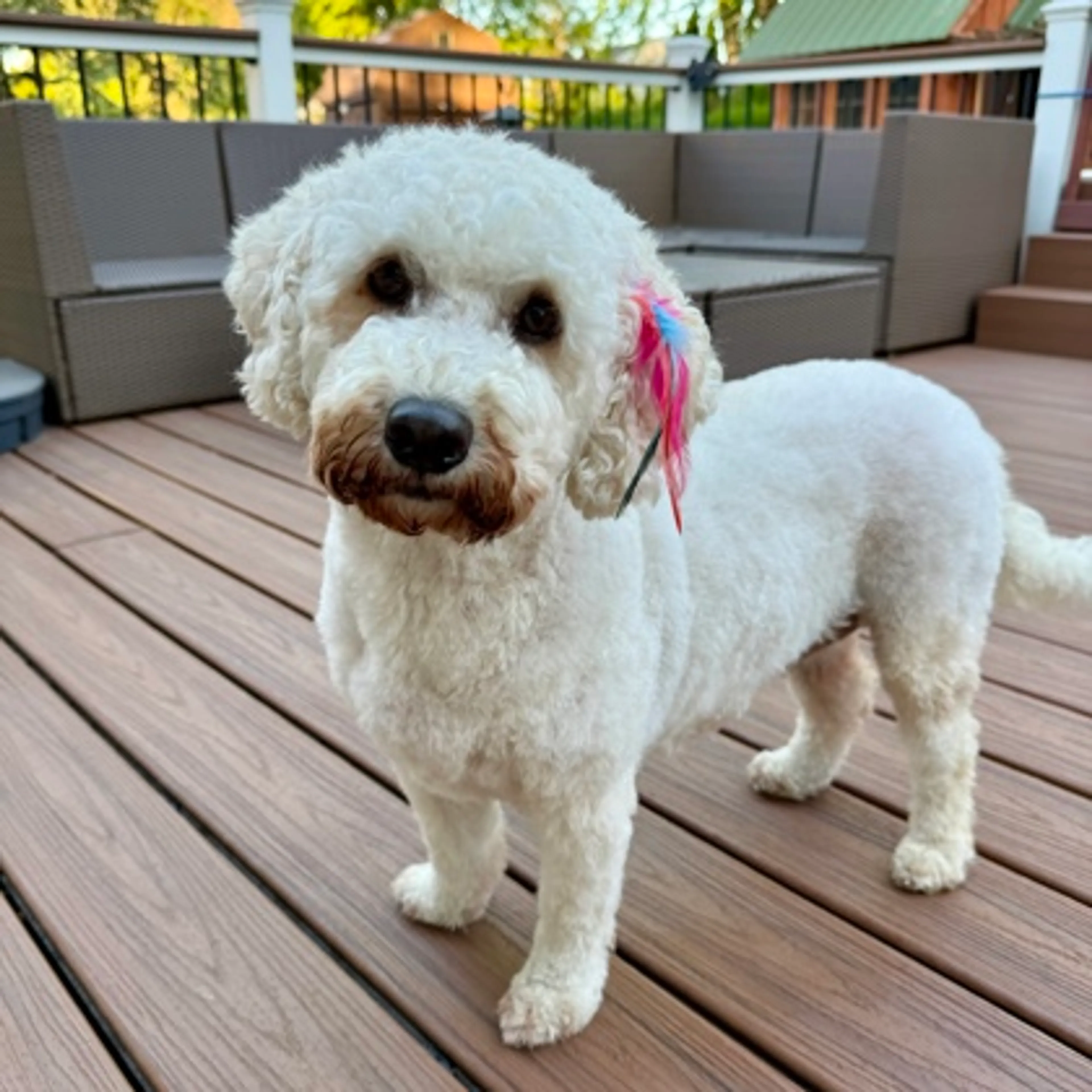 Found pet-2