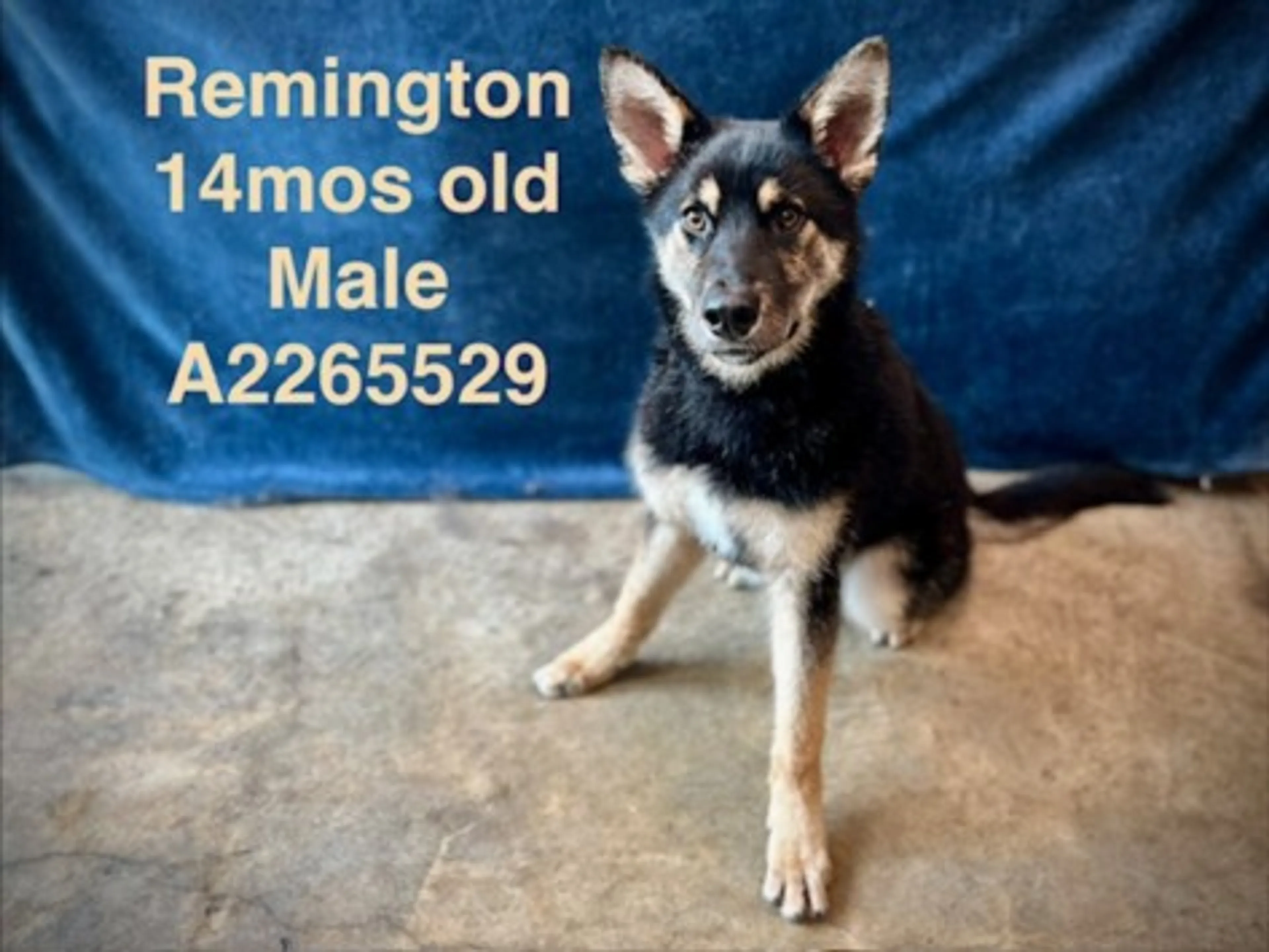 Found pet