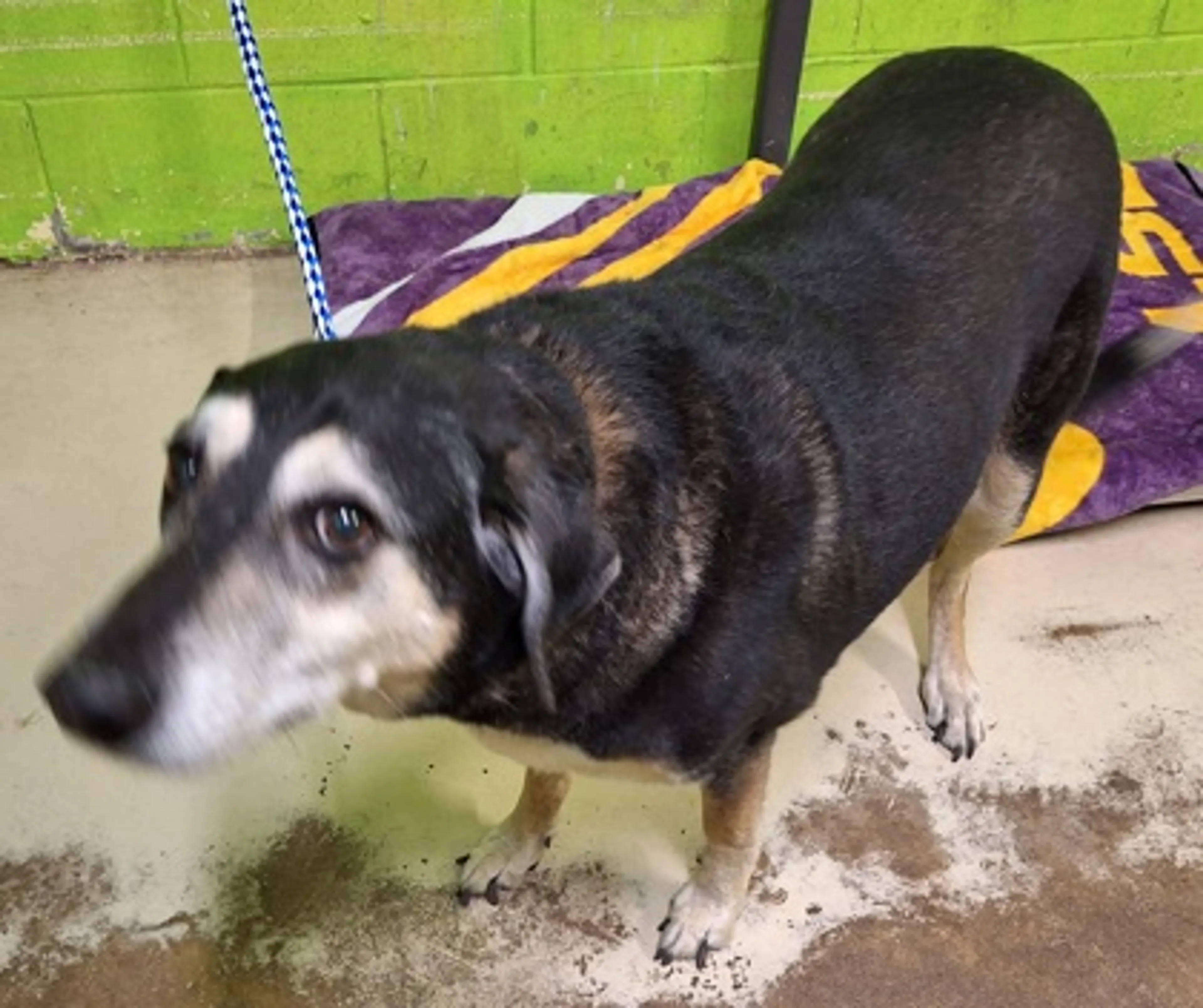 Found pet