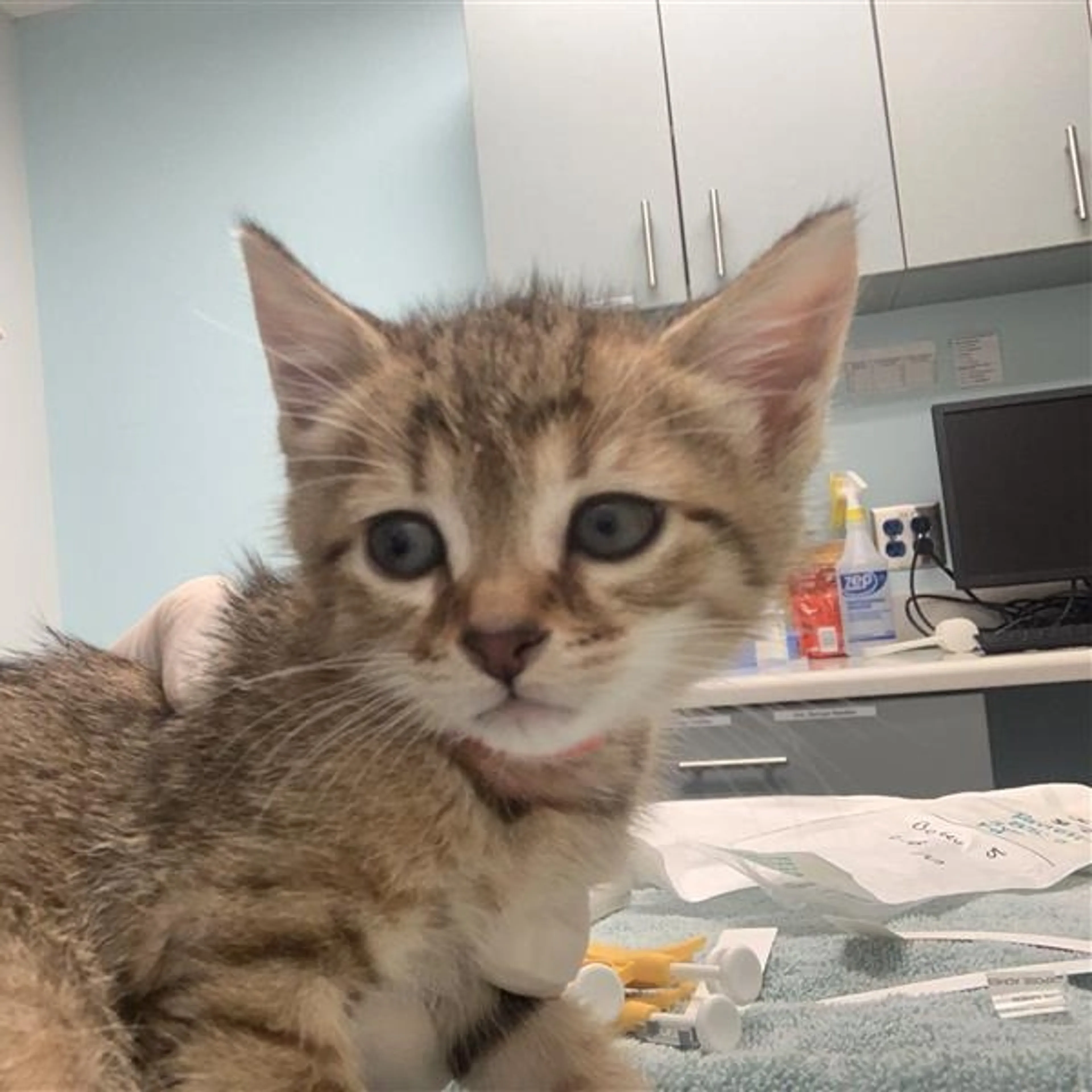Found pet