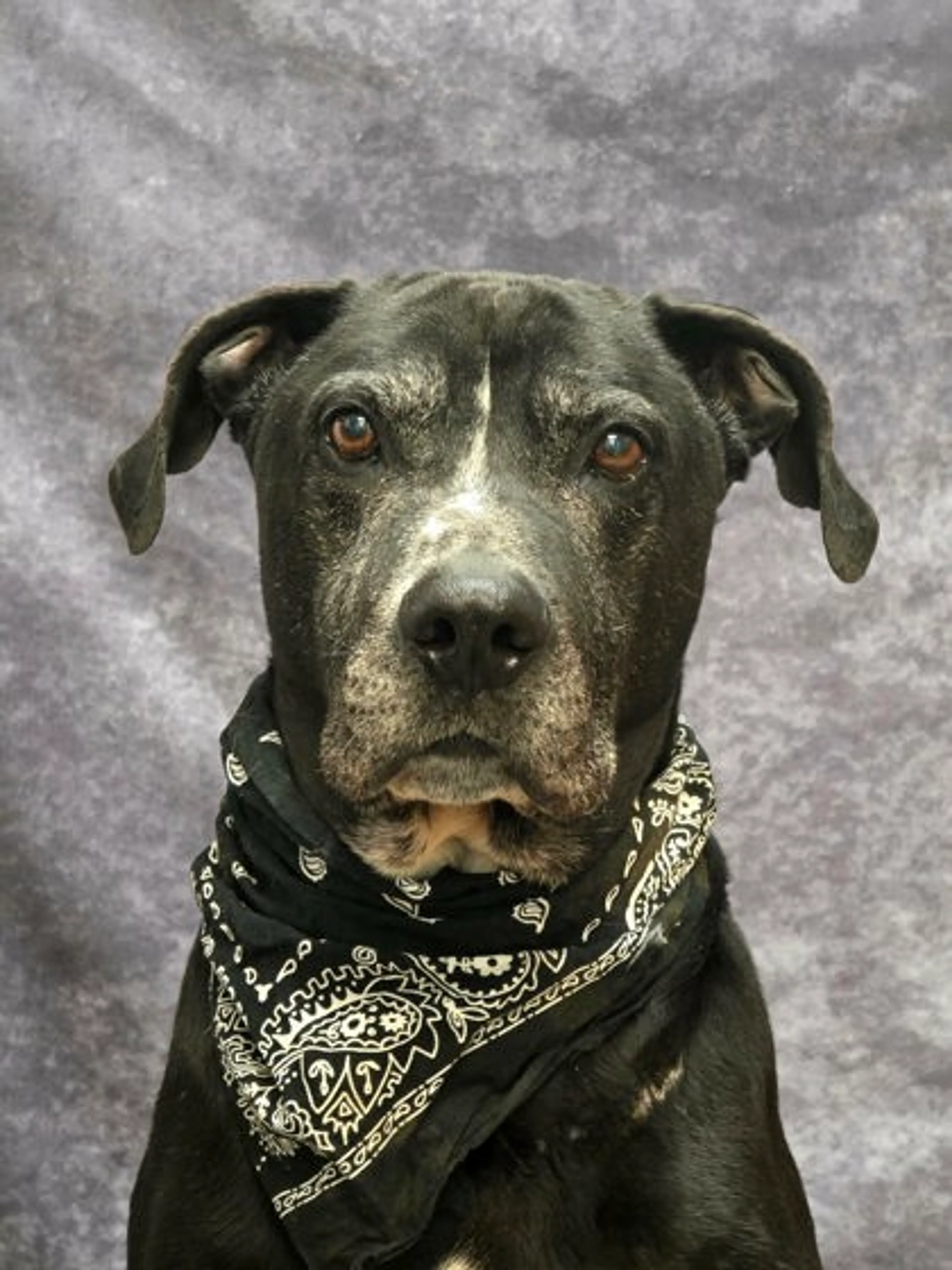 cdn image