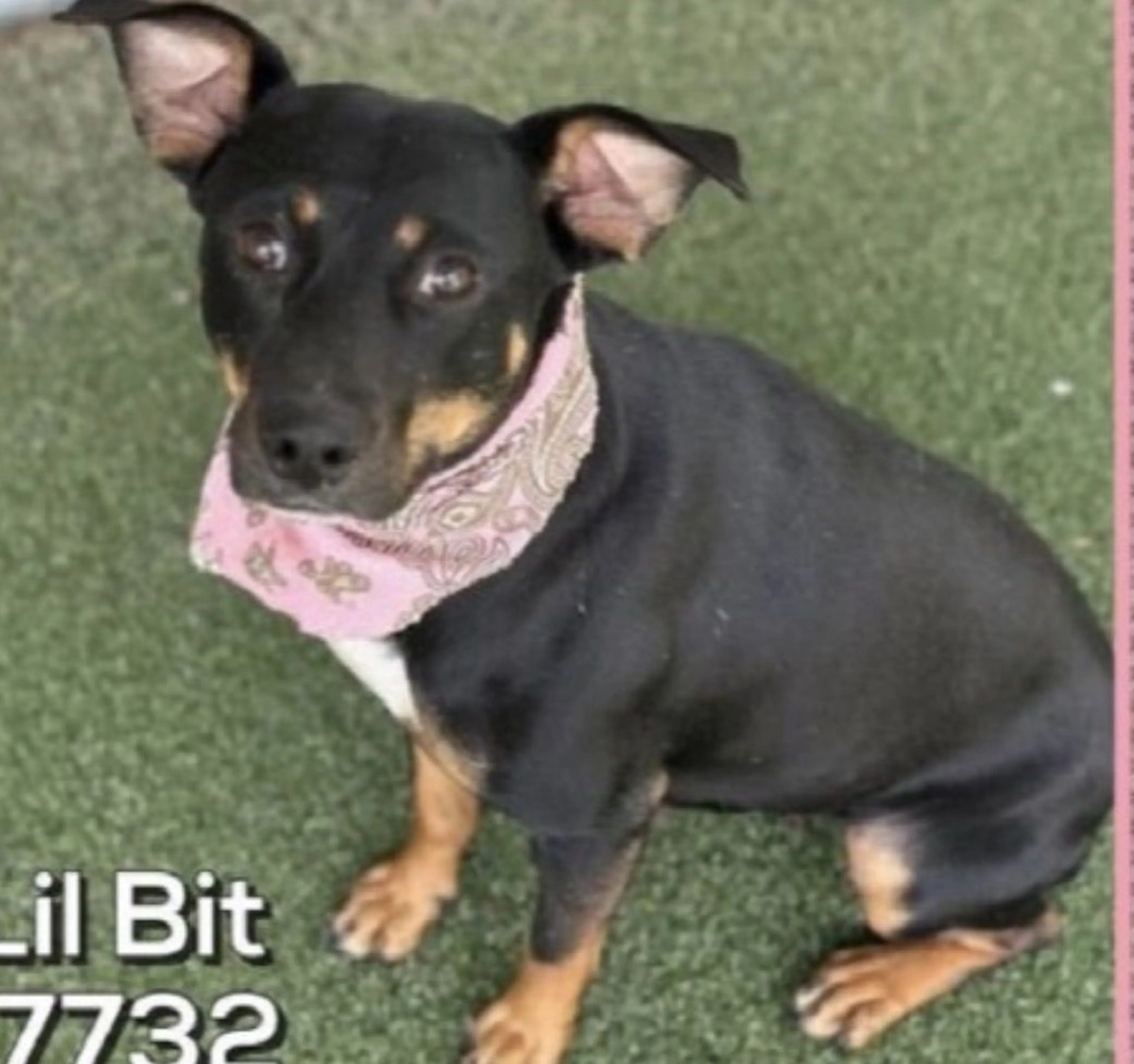 Lost pet