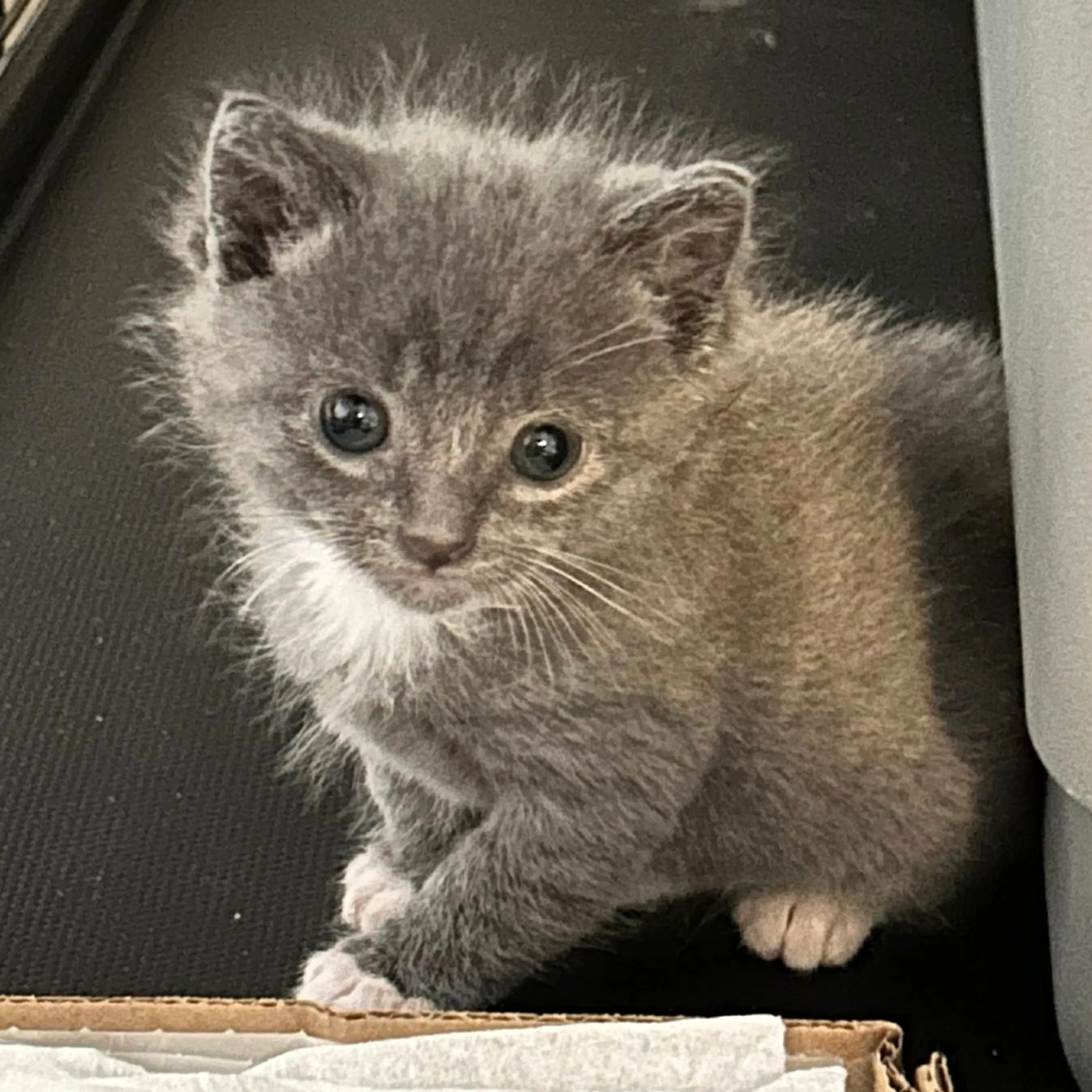 Found pet-0