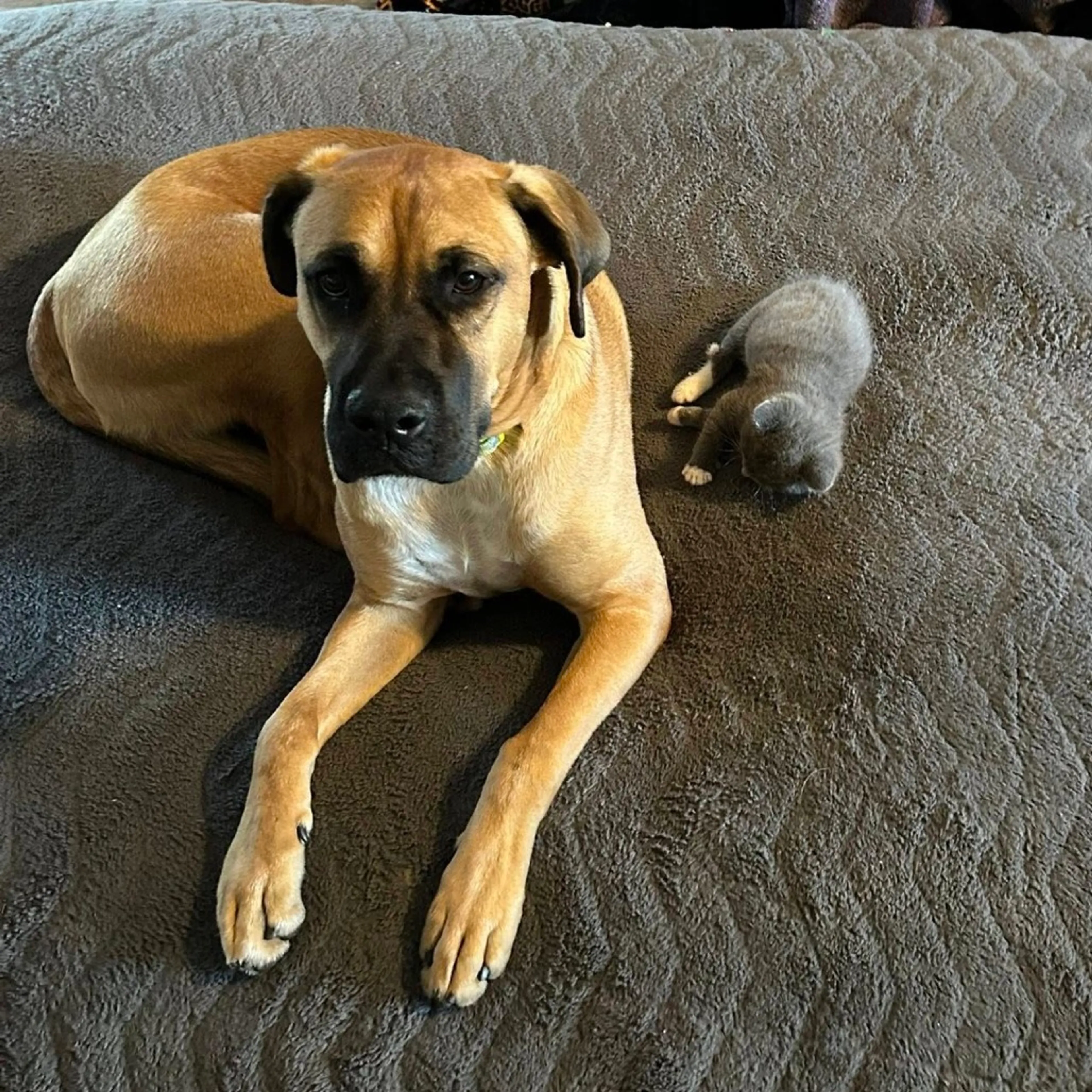 Found pet-3