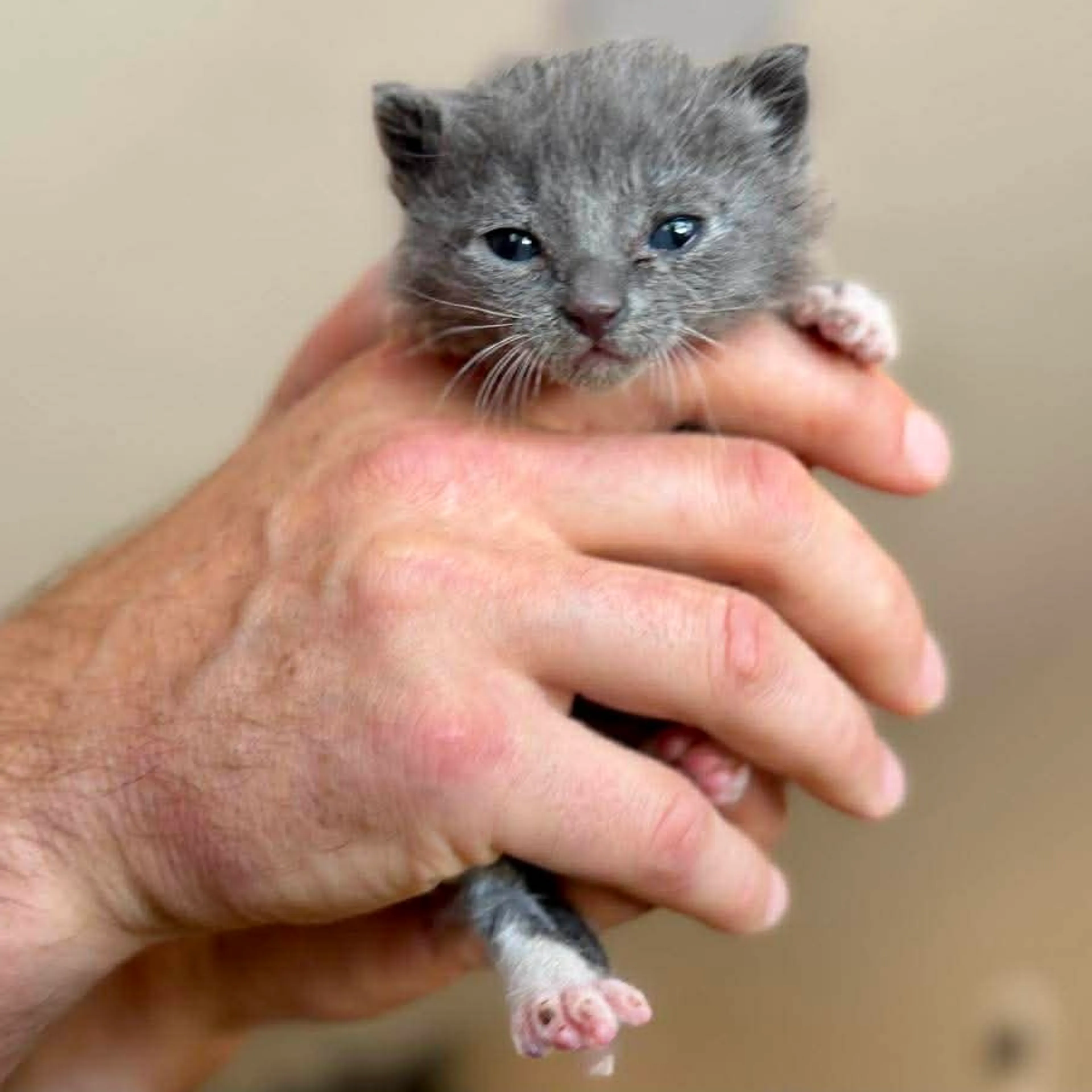Found pet-6