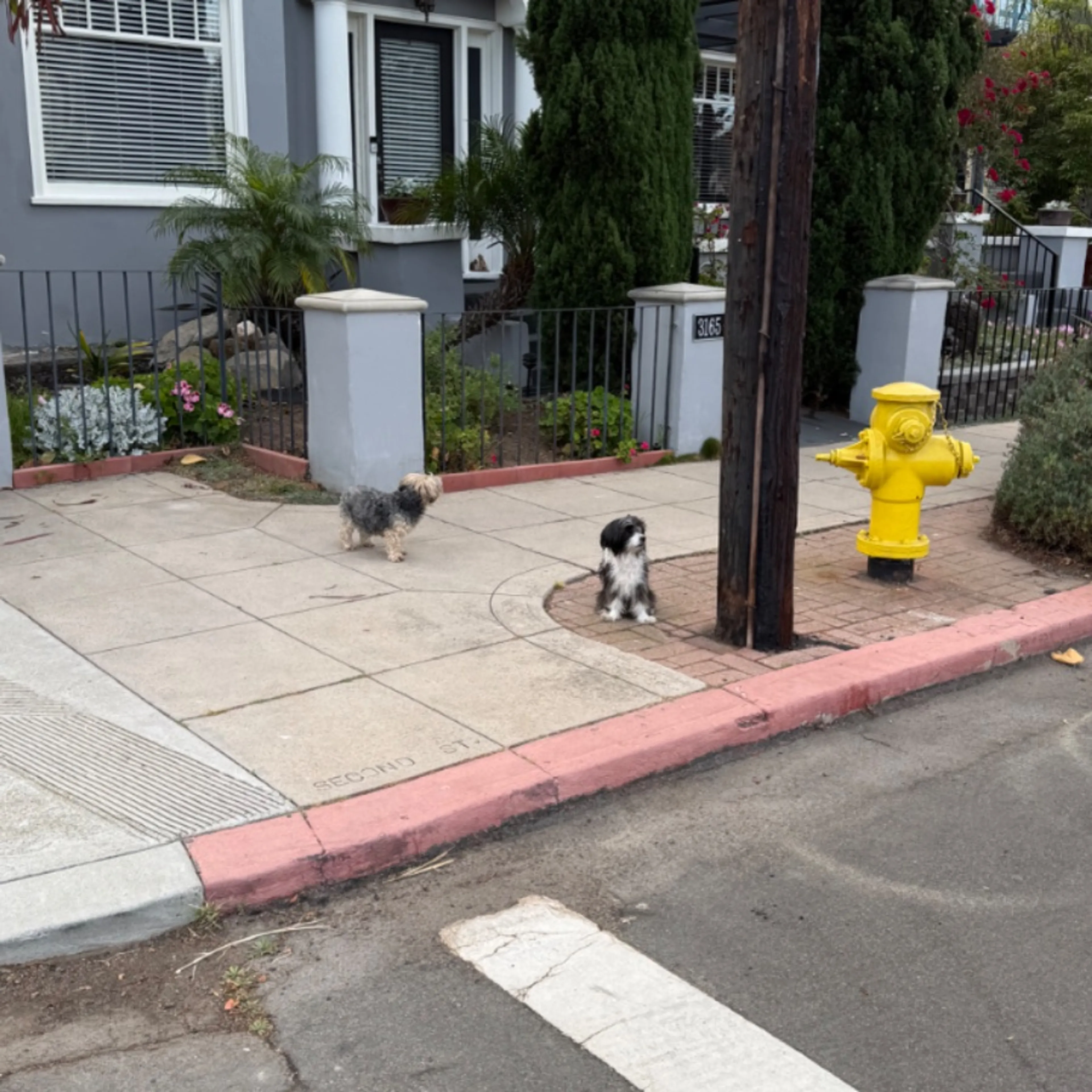 Found pet-0
