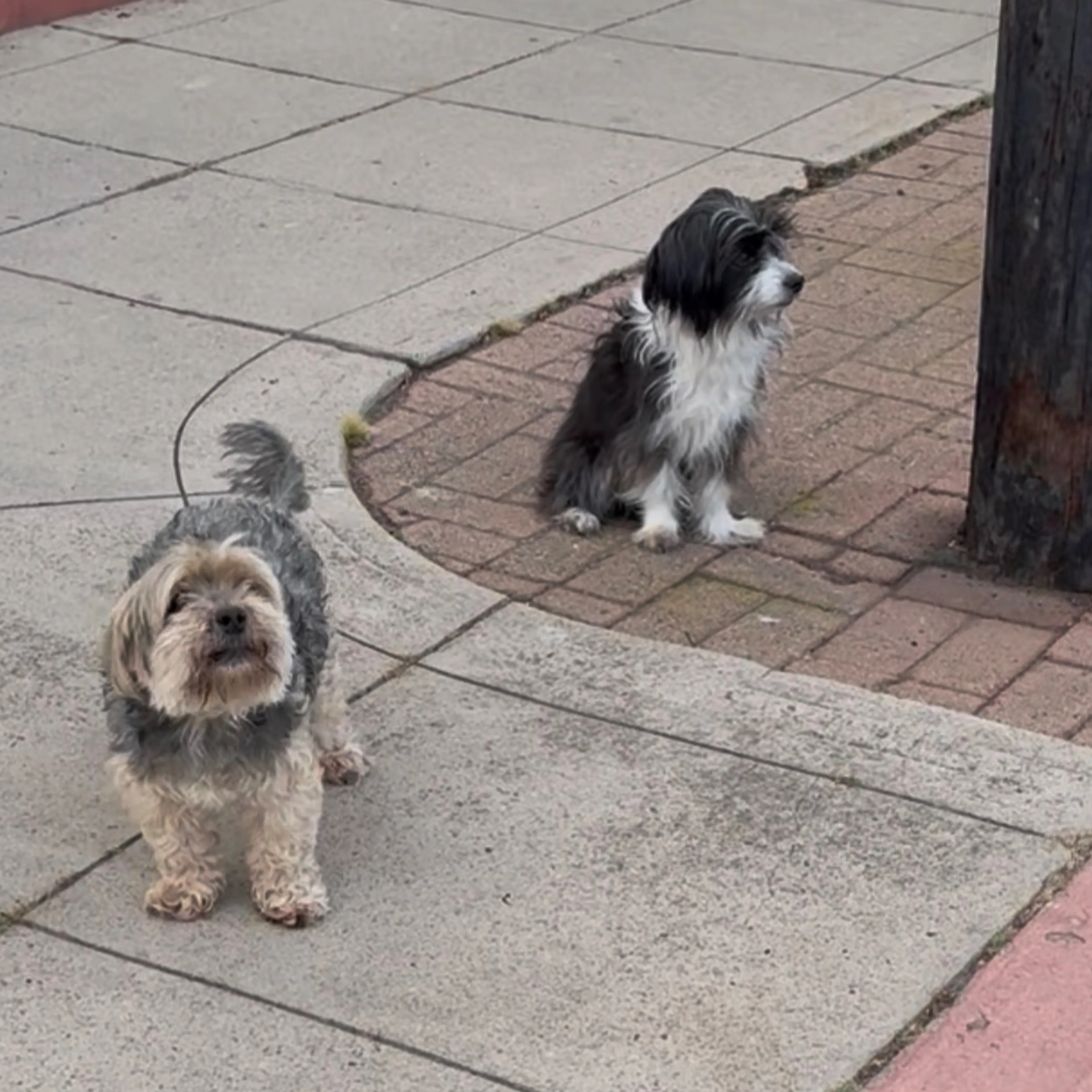Found pet-1