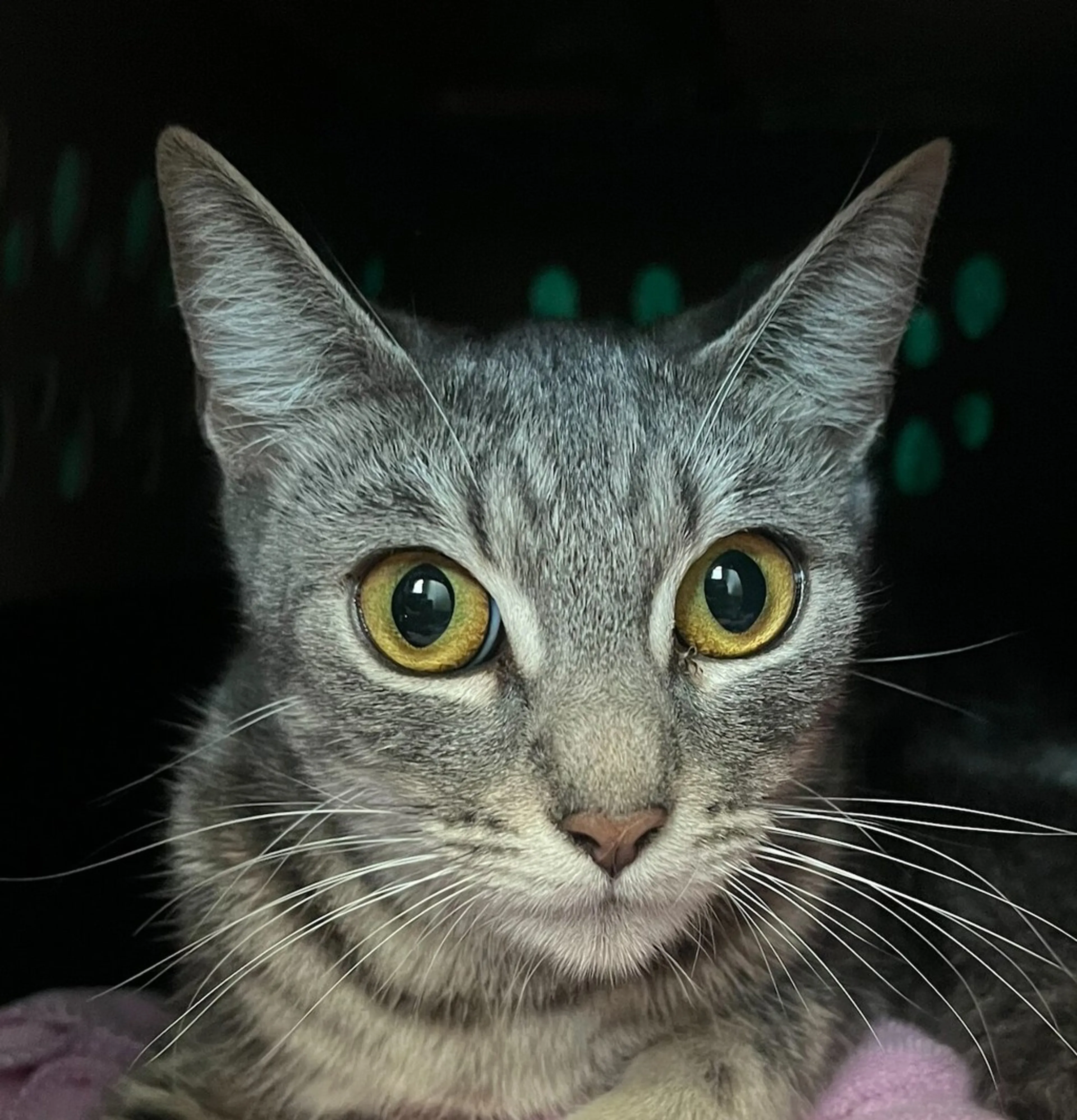 Found pet
