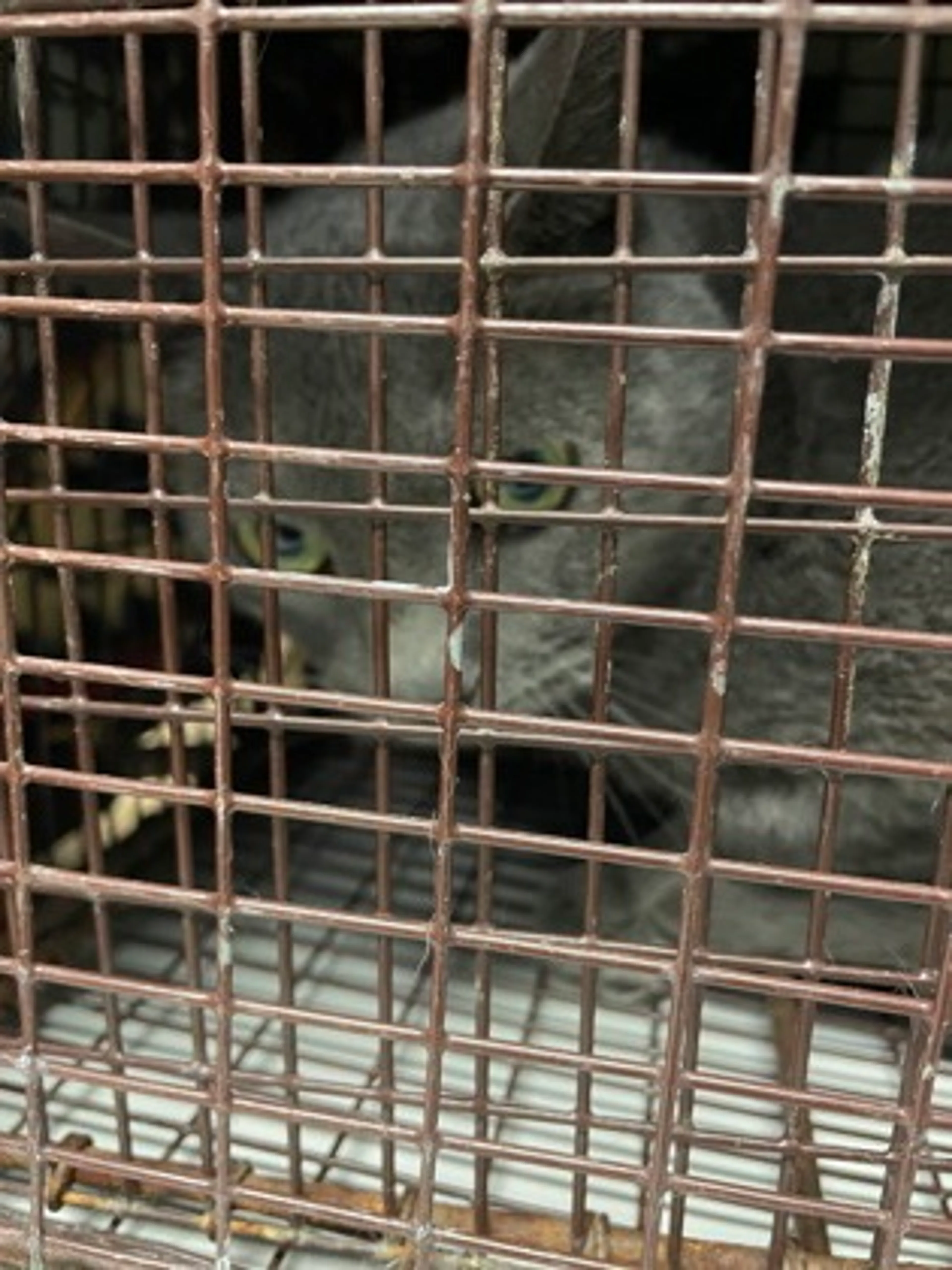 Found pet
