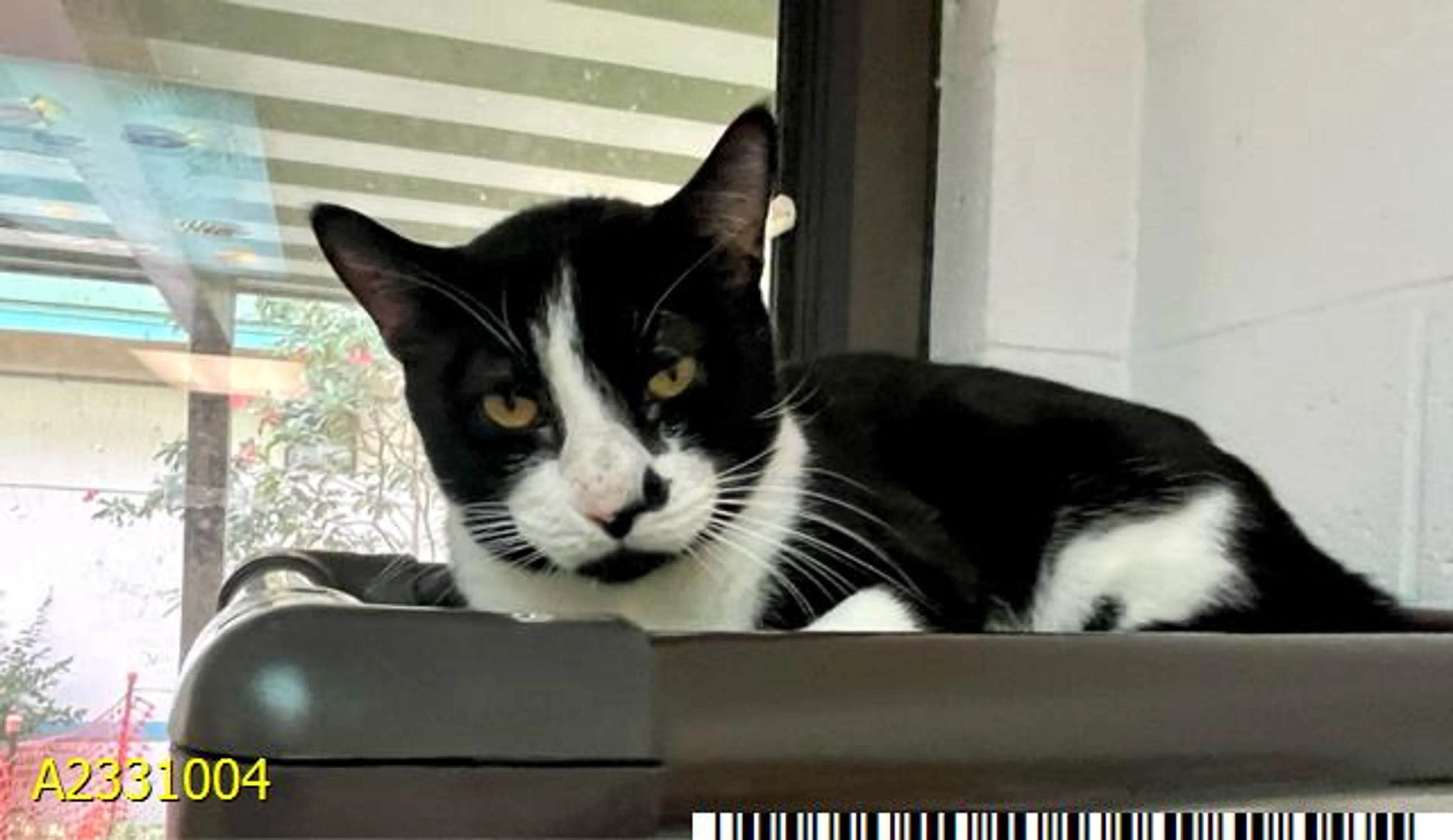 Found pet