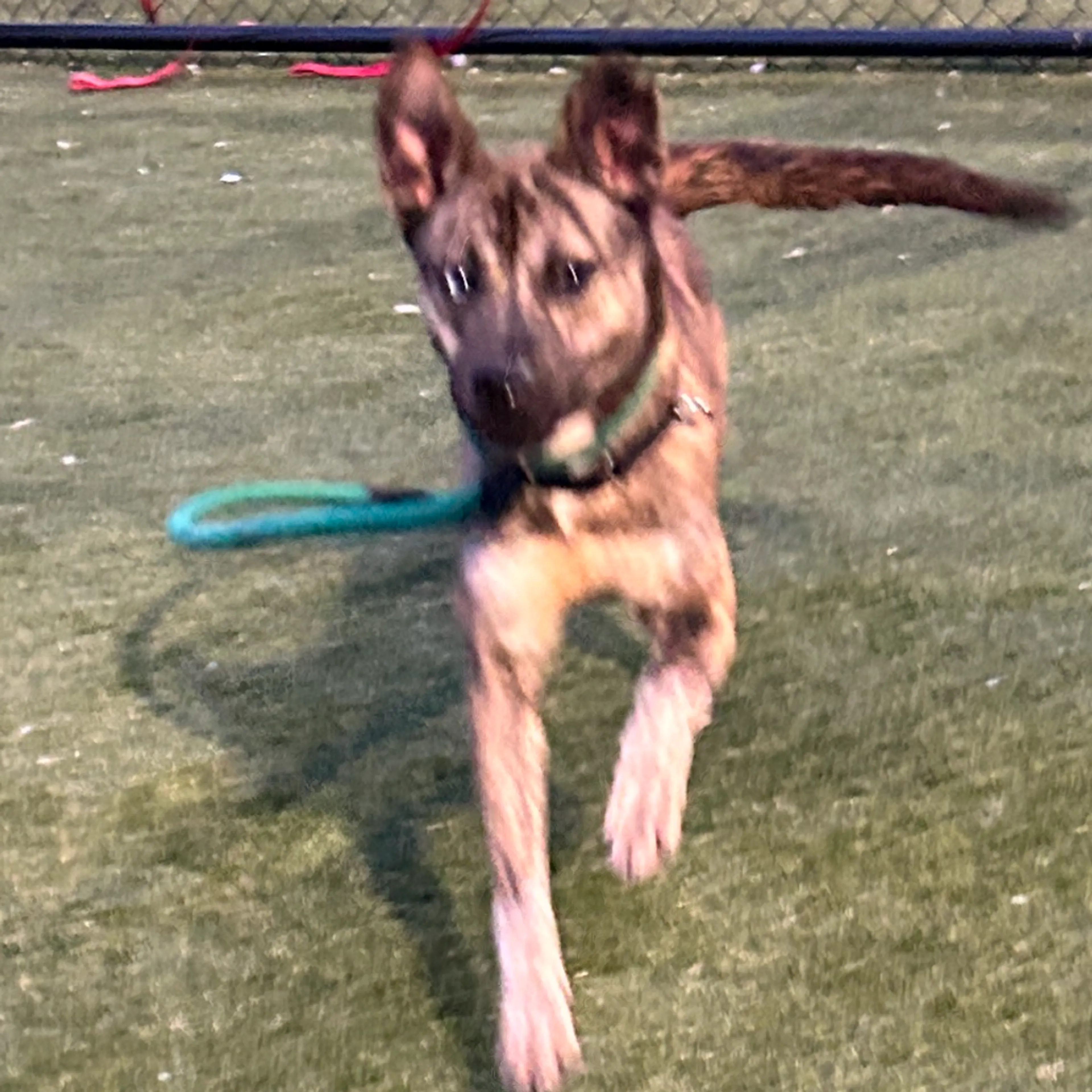 Found pet-4