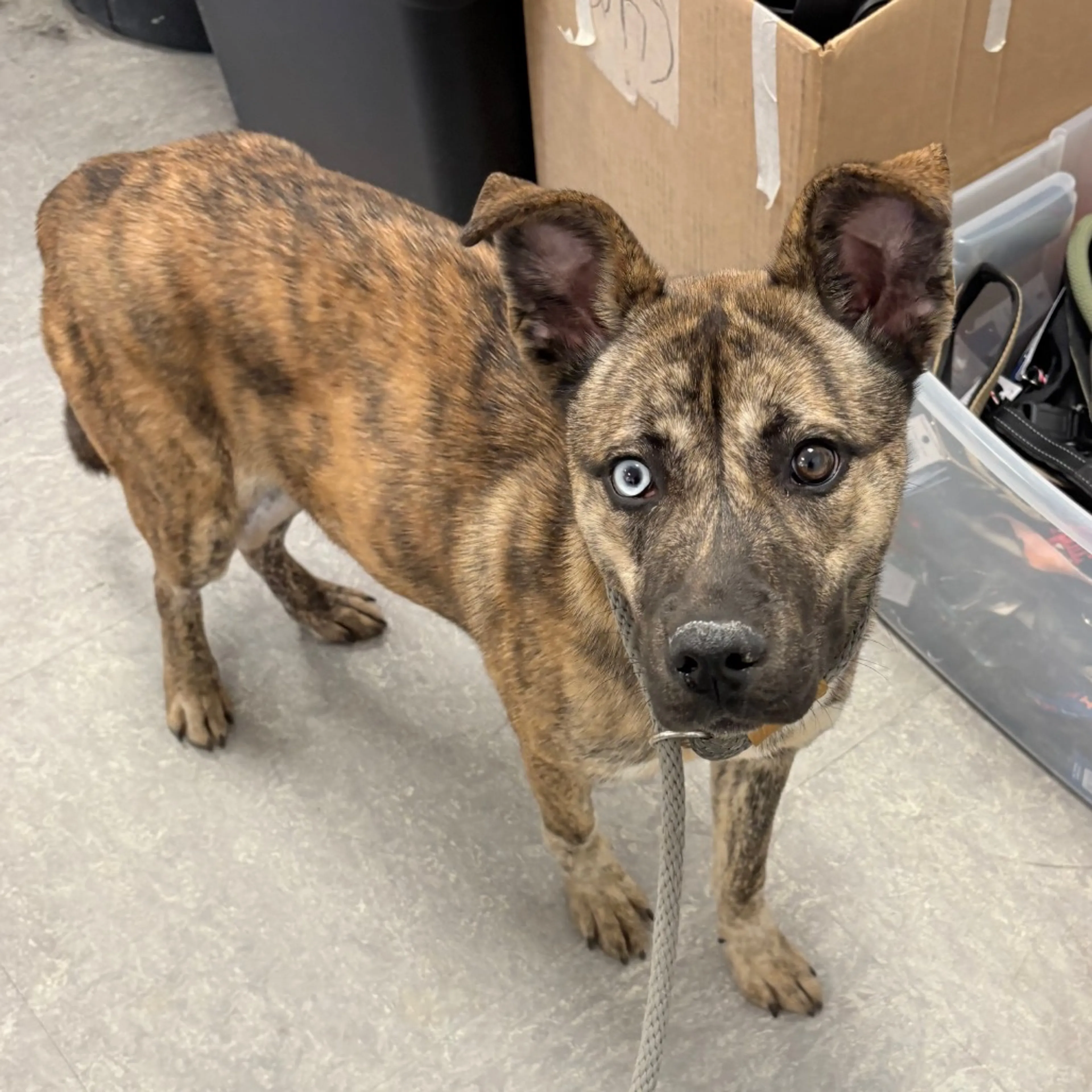 Found pet-1