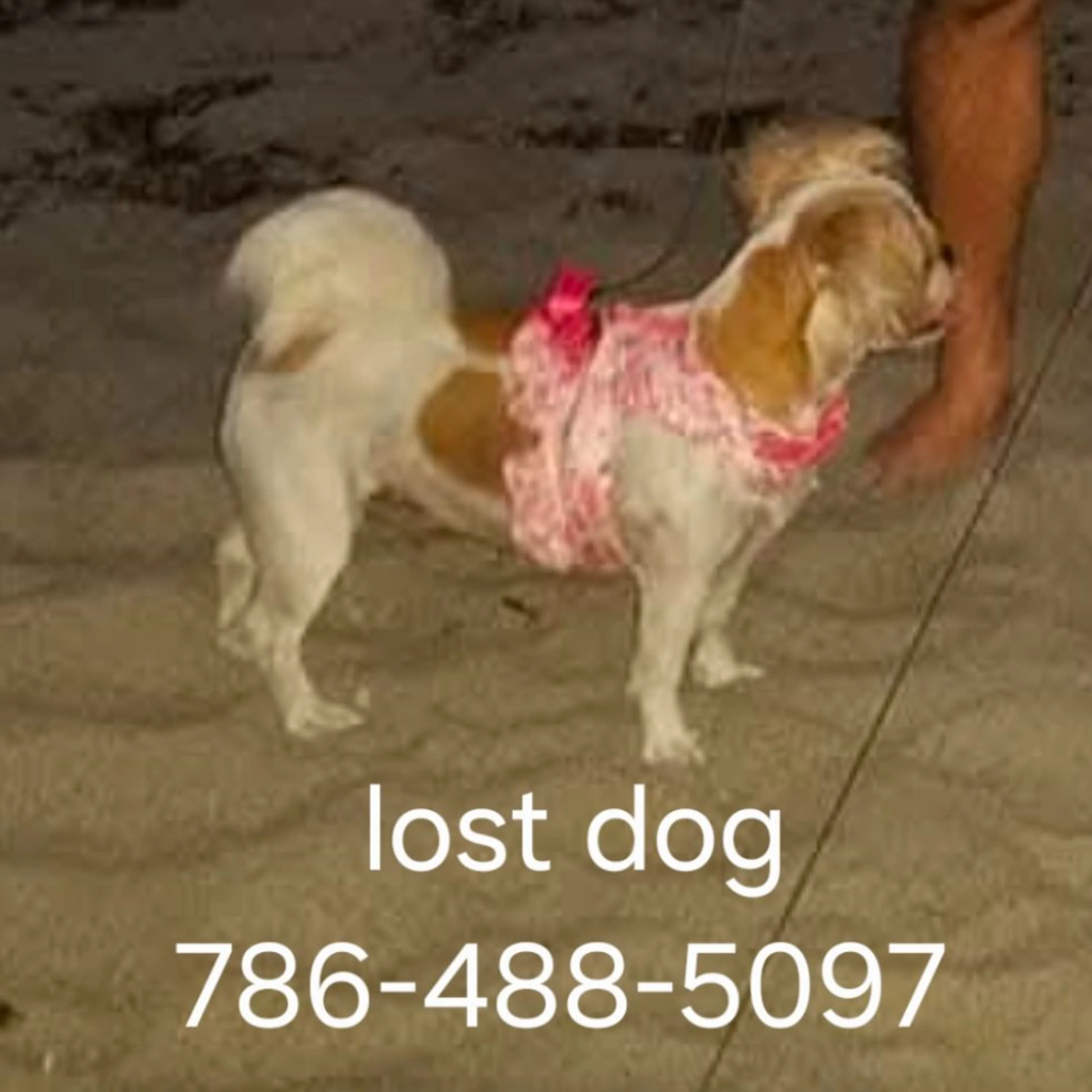 Lost pet