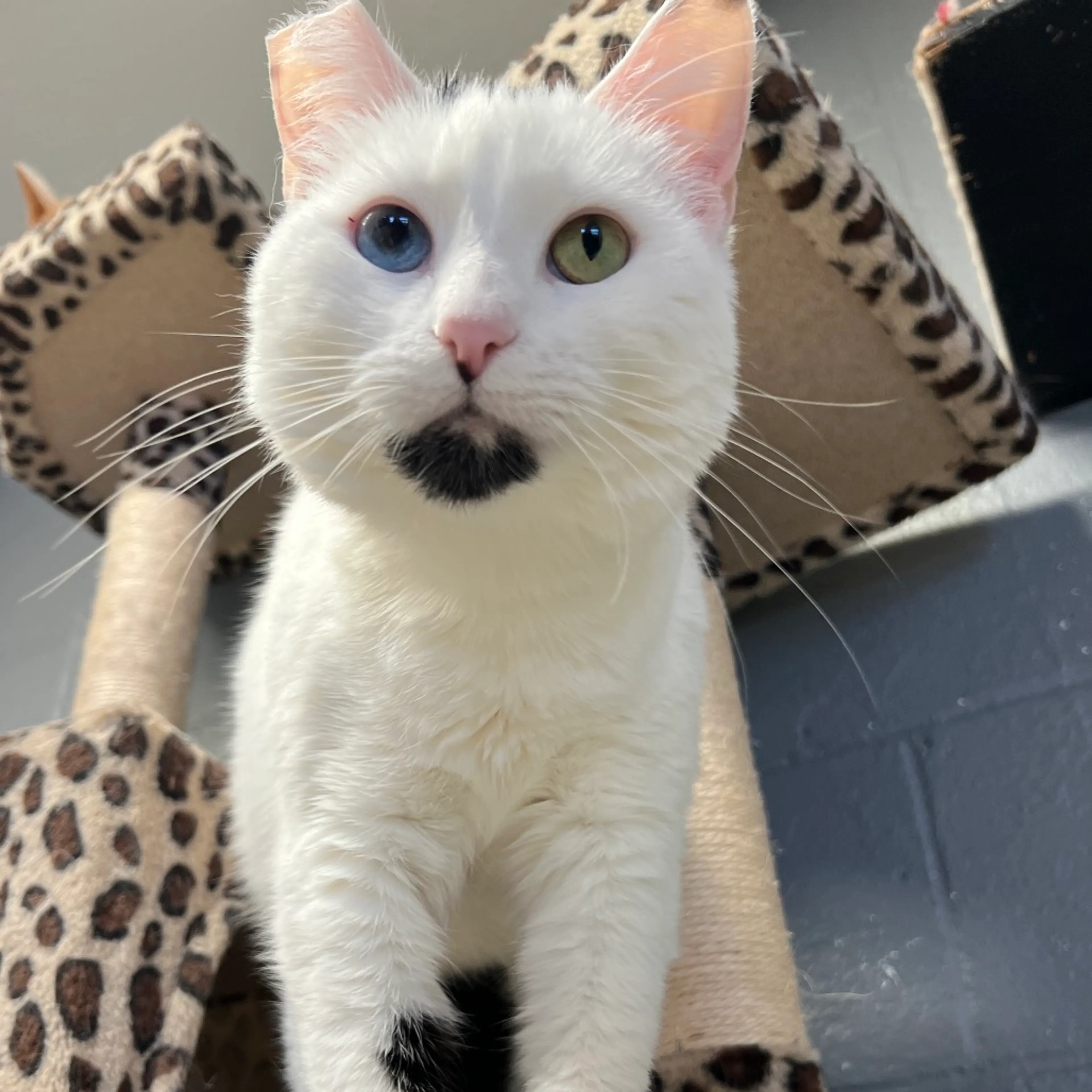 Found pet-12