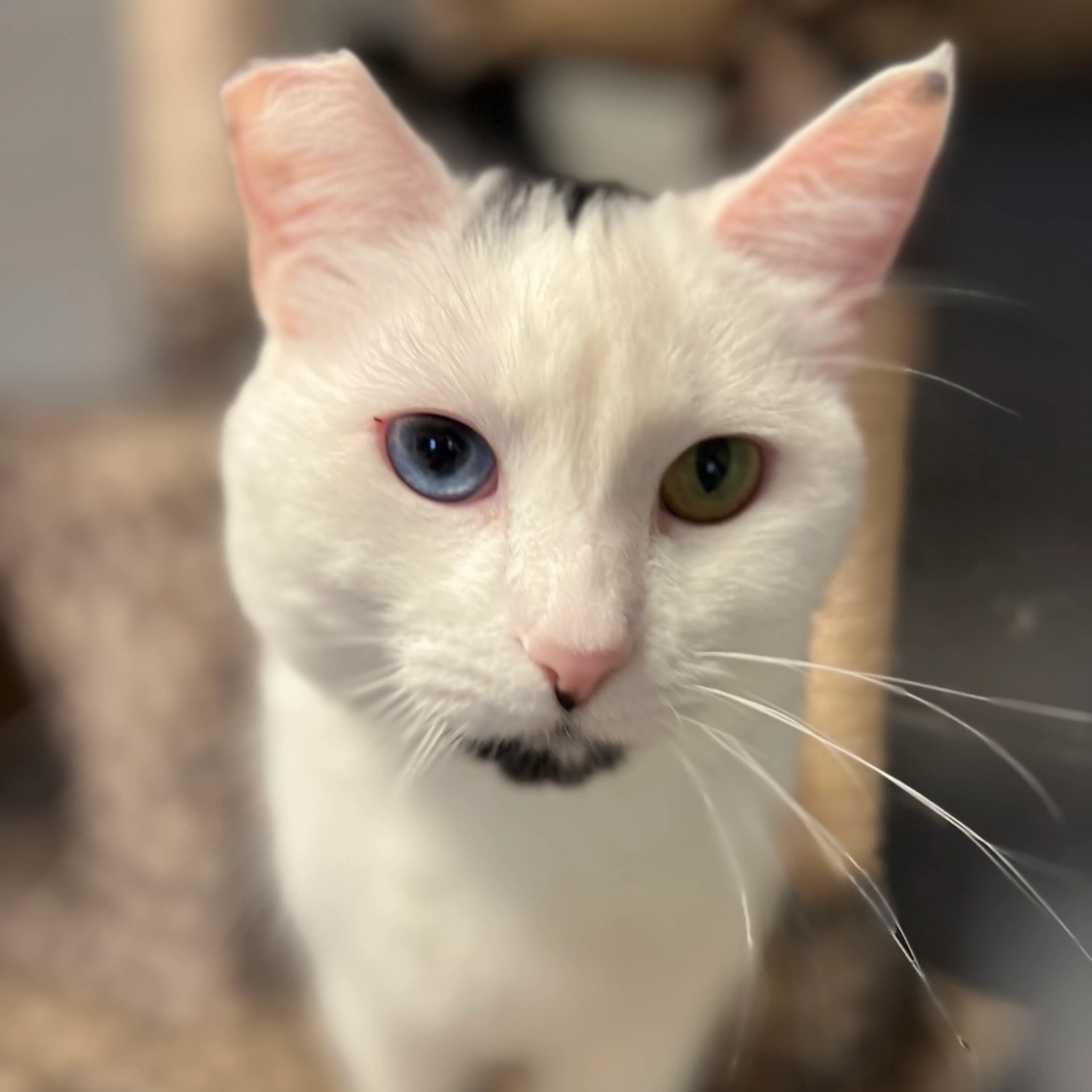 Found pet-11