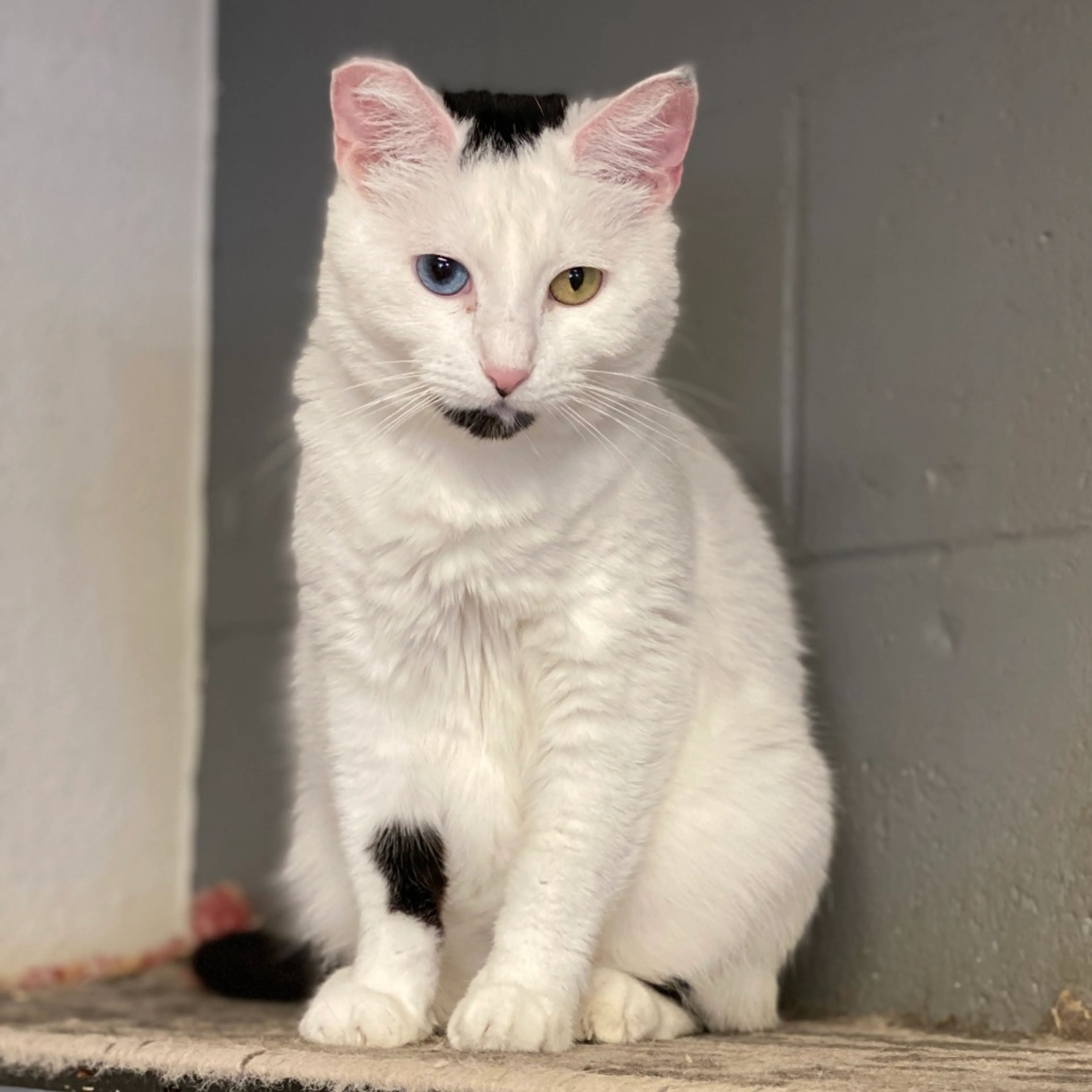 Found pet-5