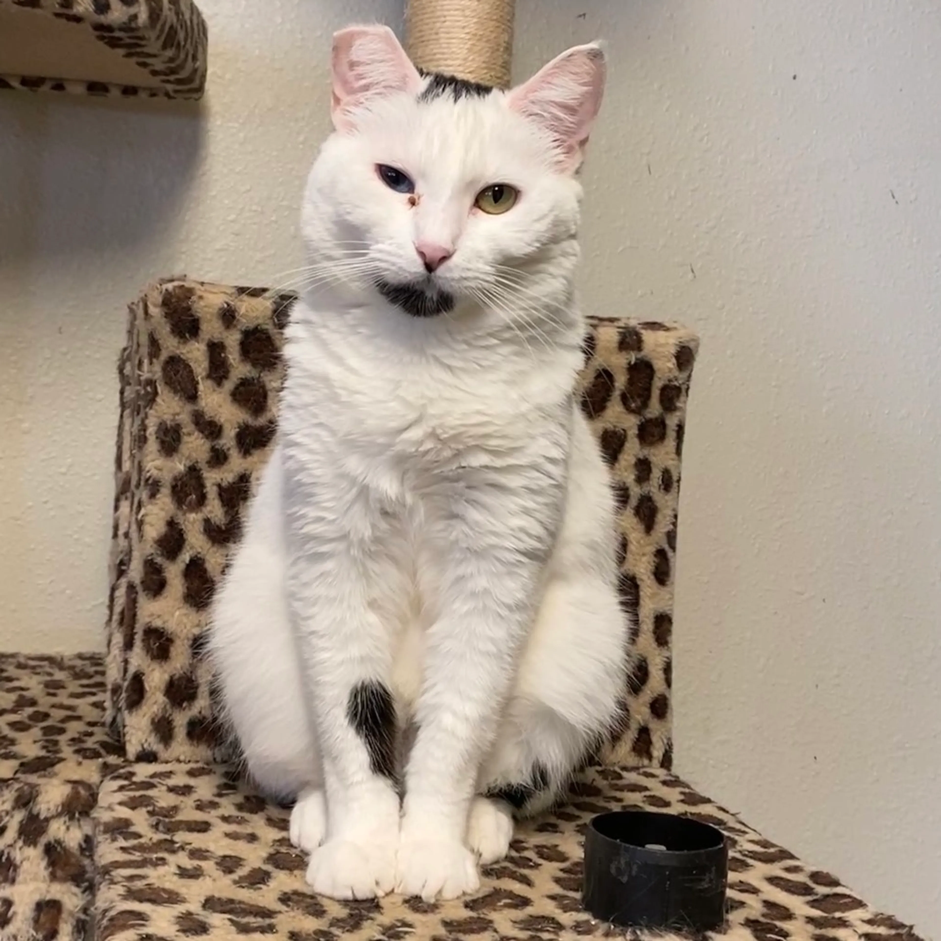 Found pet-4