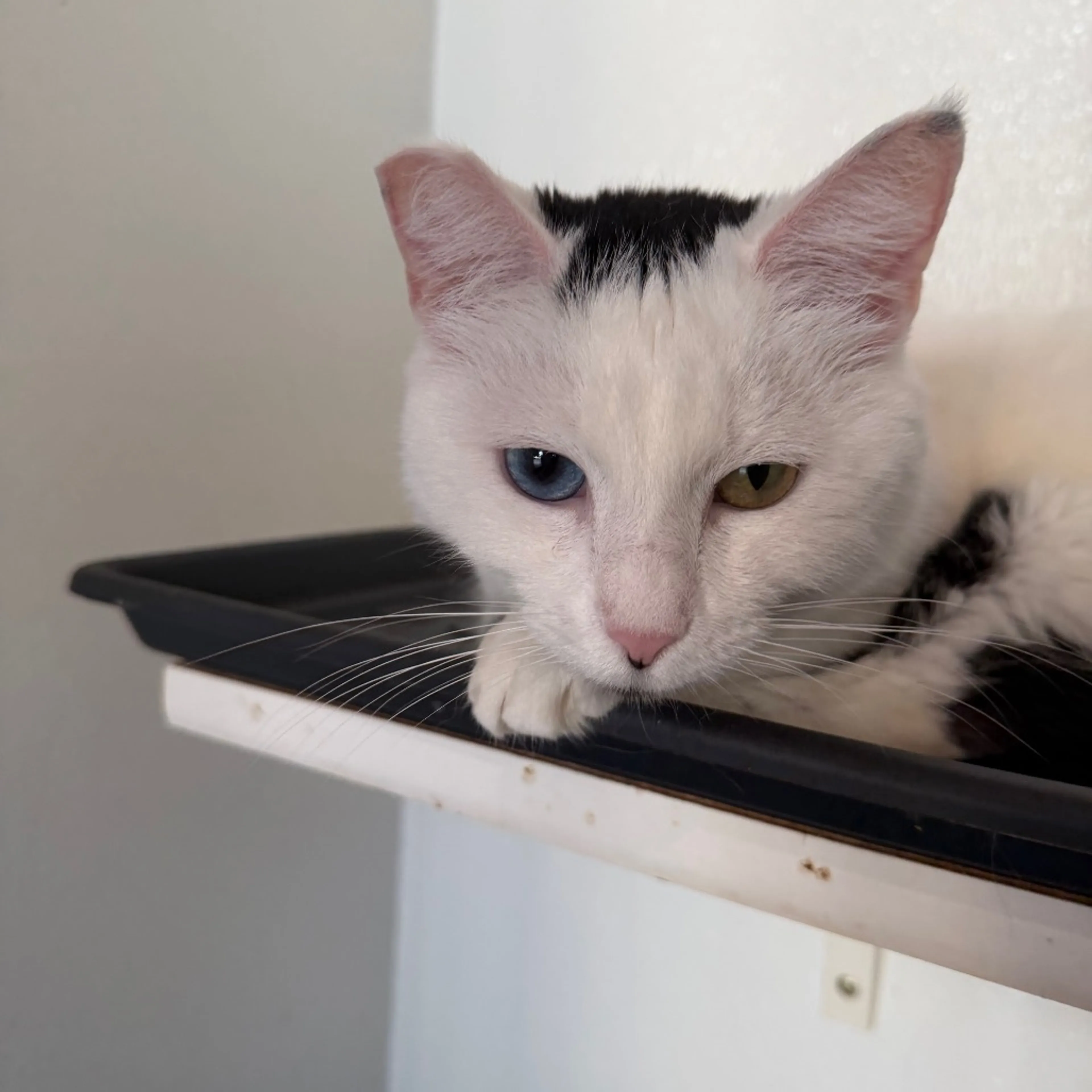 Found pet-3