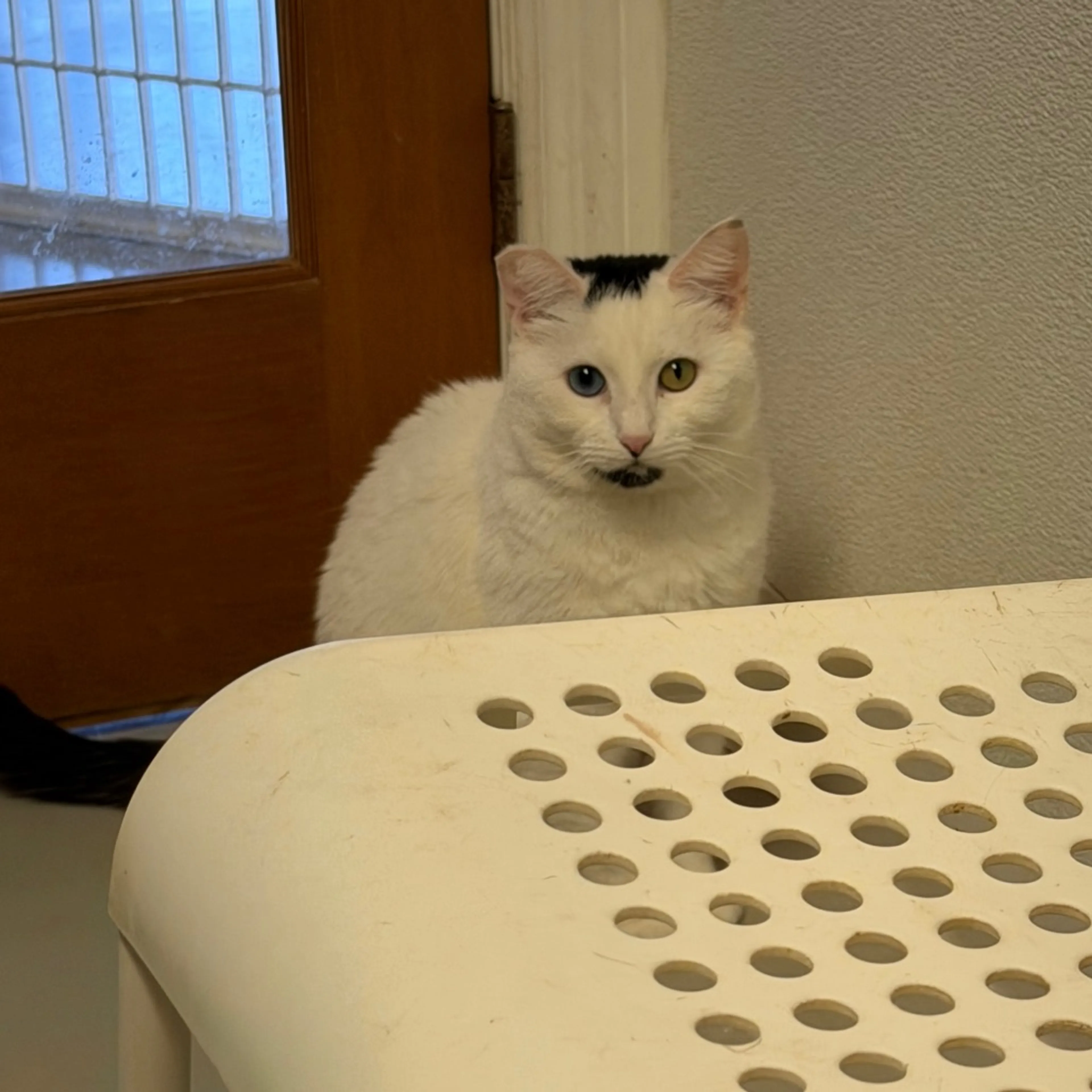 Found pet-10